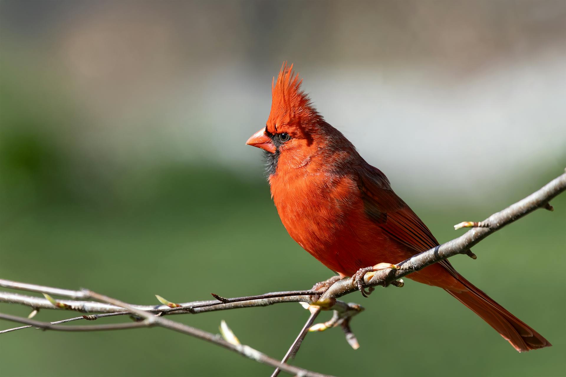 A male Northern Cardinal perched in a tree | Source: Pexels