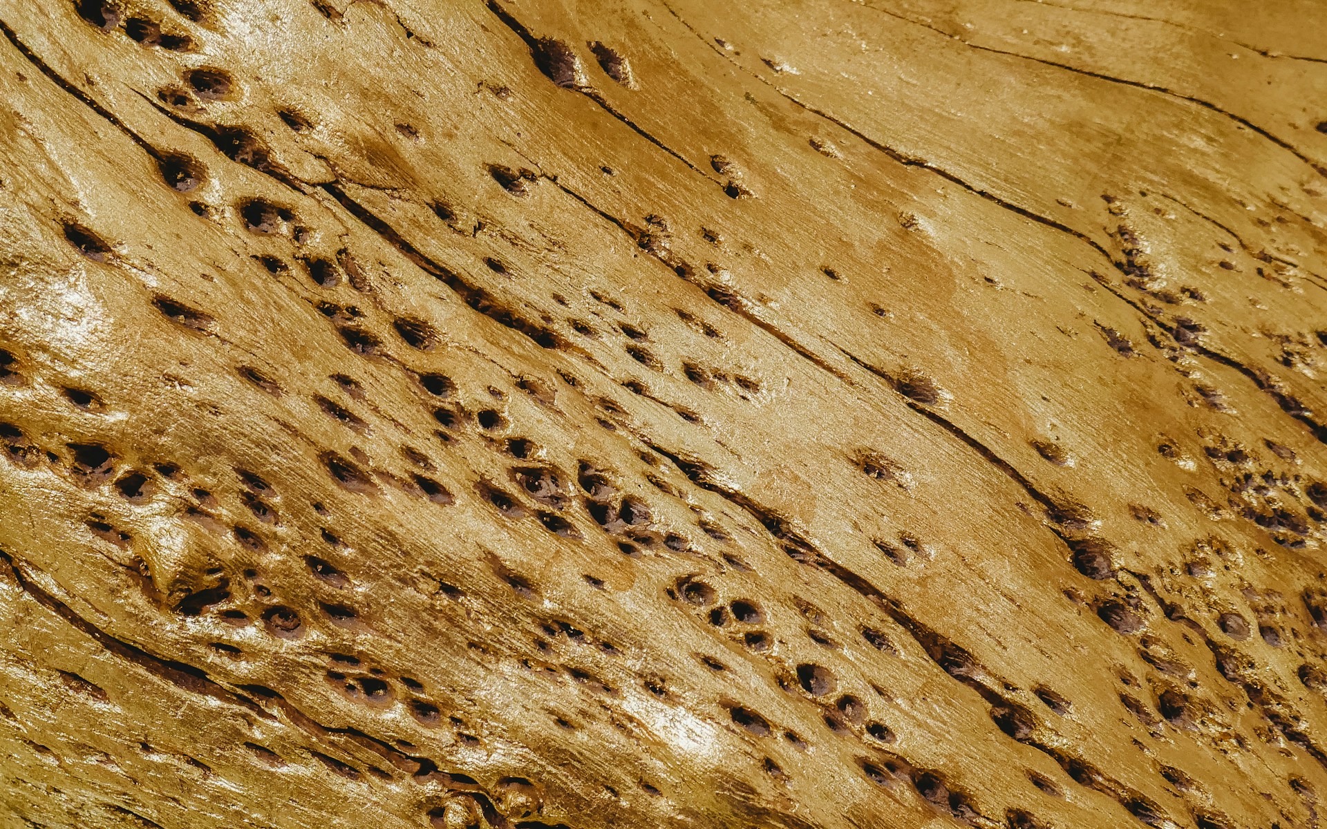 Close-up shot of damaged wood | Source: Unsplash