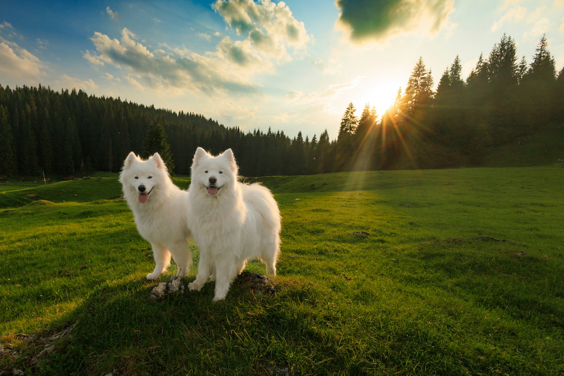 Two adorable dogs | Source: Unsplash
