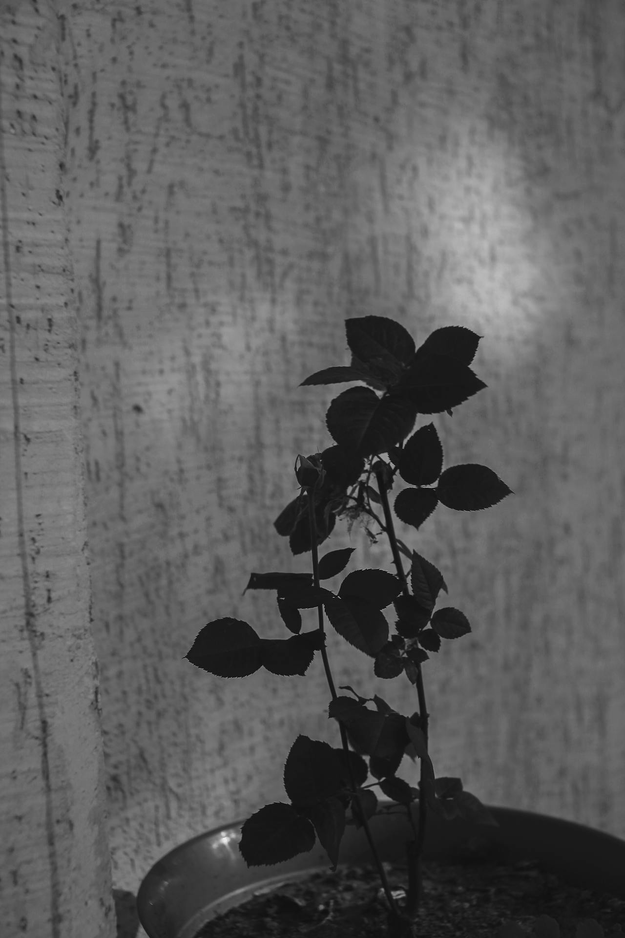 Grayscale shot of a potted rose plant | Source: Pexels