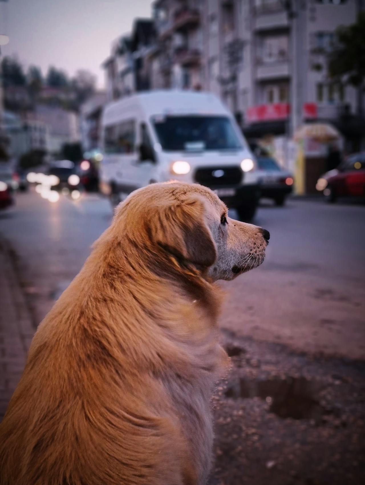 A dog on a bustling street | Source: Pexels