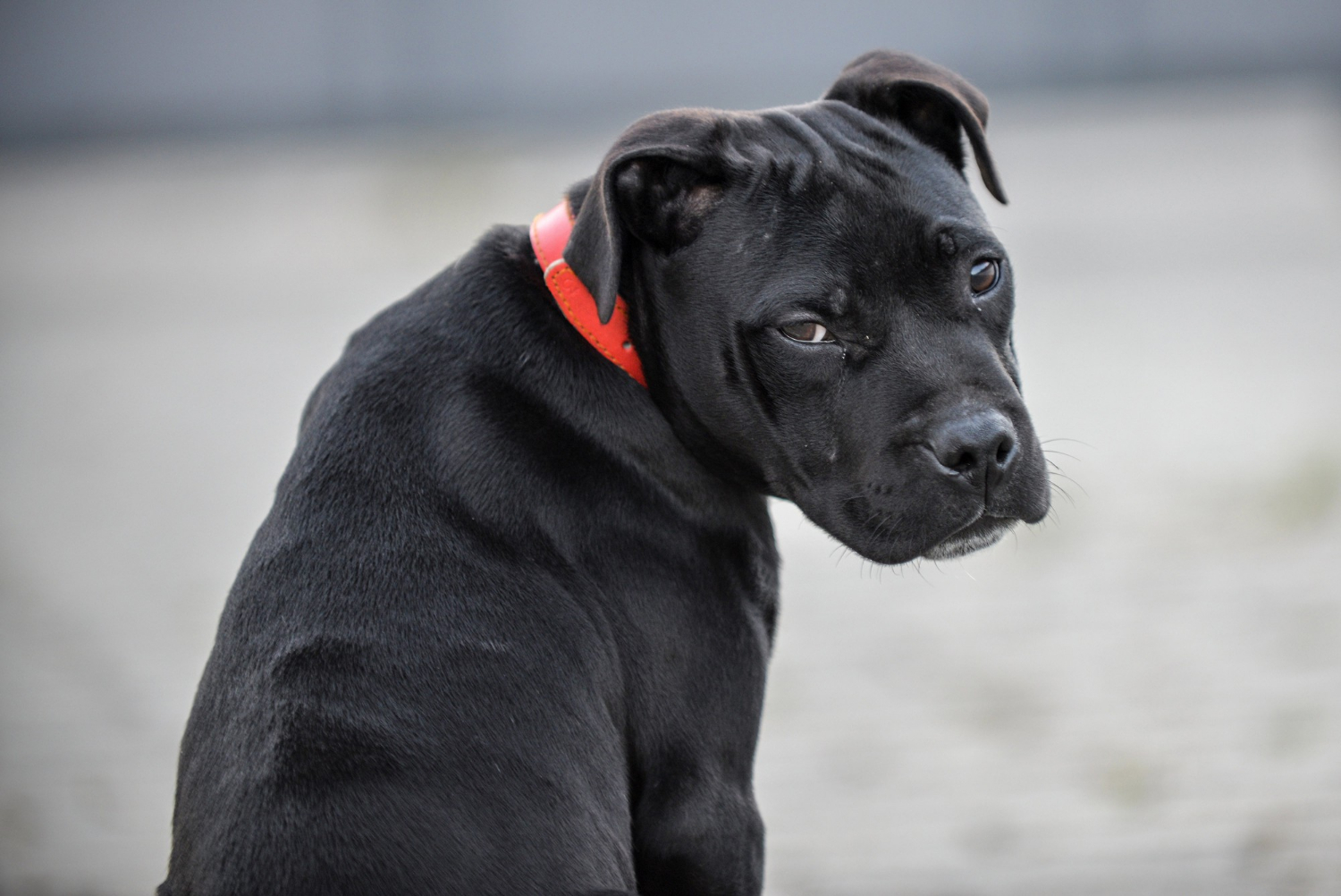 A sad dog turning around | Source: Freepik