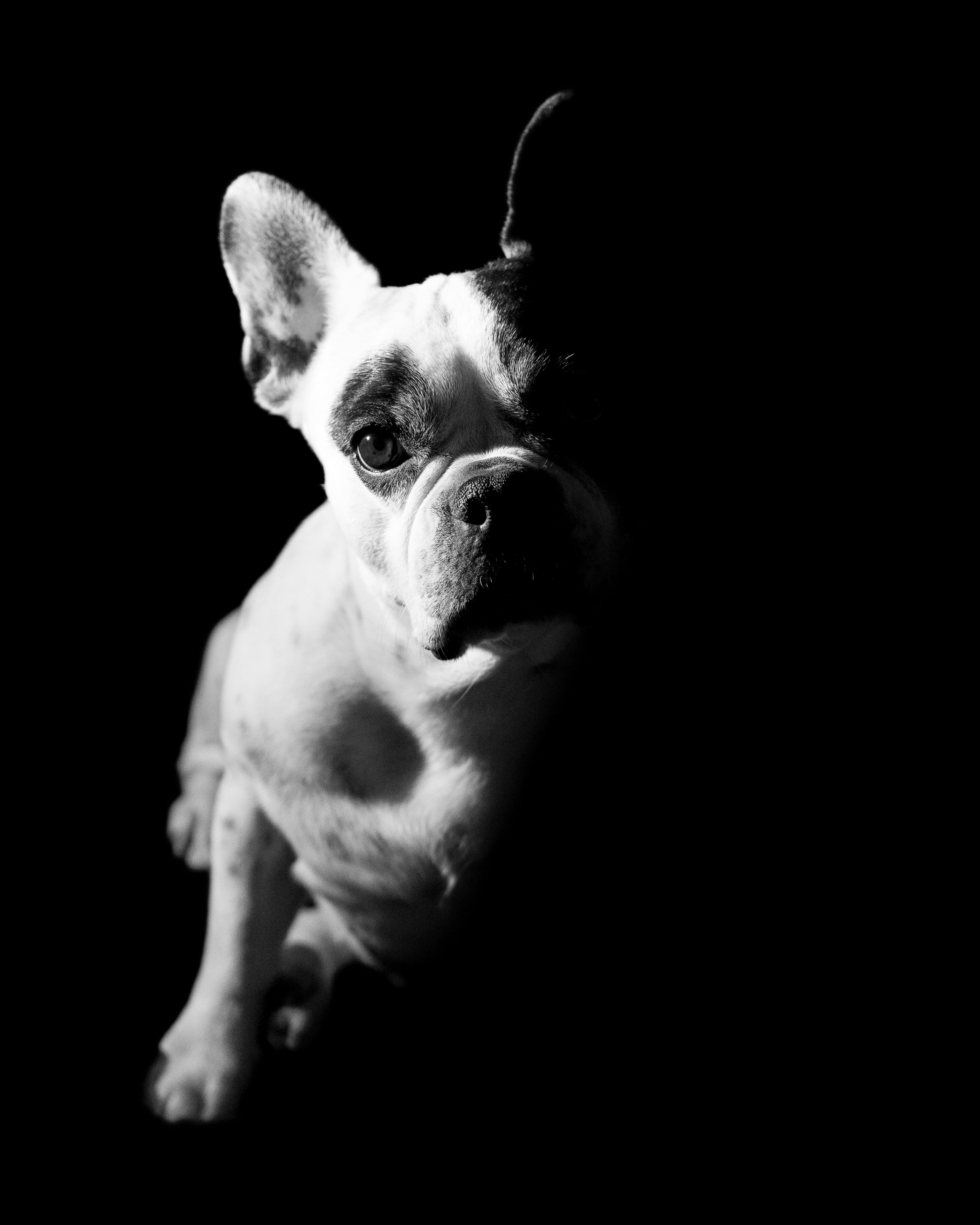 A sad-looking French bulldog | Source: Pexels