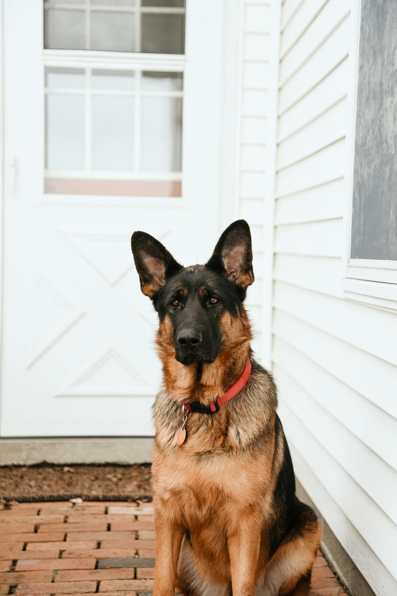 An anxious dog sitting beside the door and keeping watch | Source: Pexels