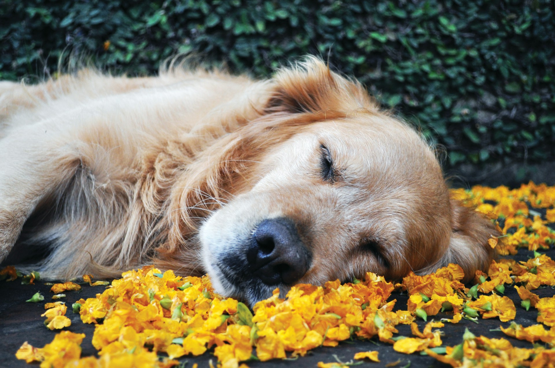 A golden retriever lying on a bed of bright yellow petals, eyes closed and fur gently ruffled, surrounded by quiet stillness | Source: Unsplash