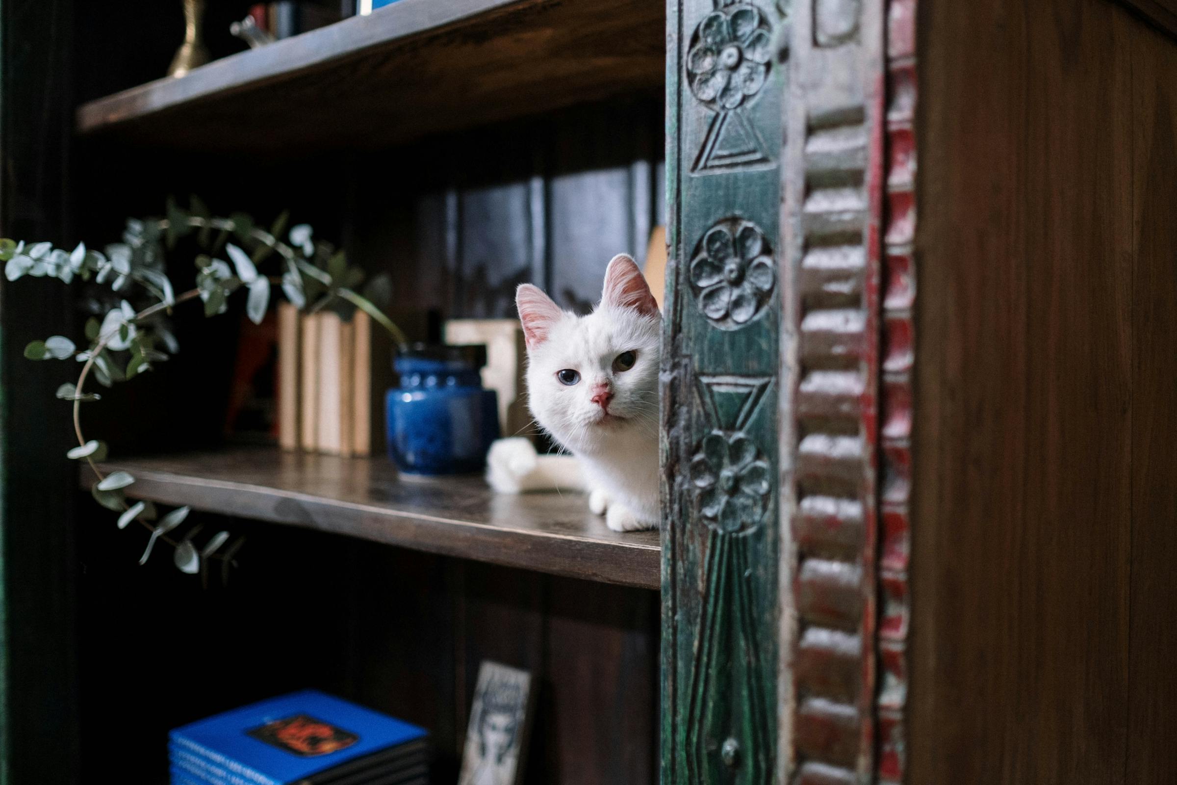 Un chat blanc assis sur une étagère | Source : Pexels