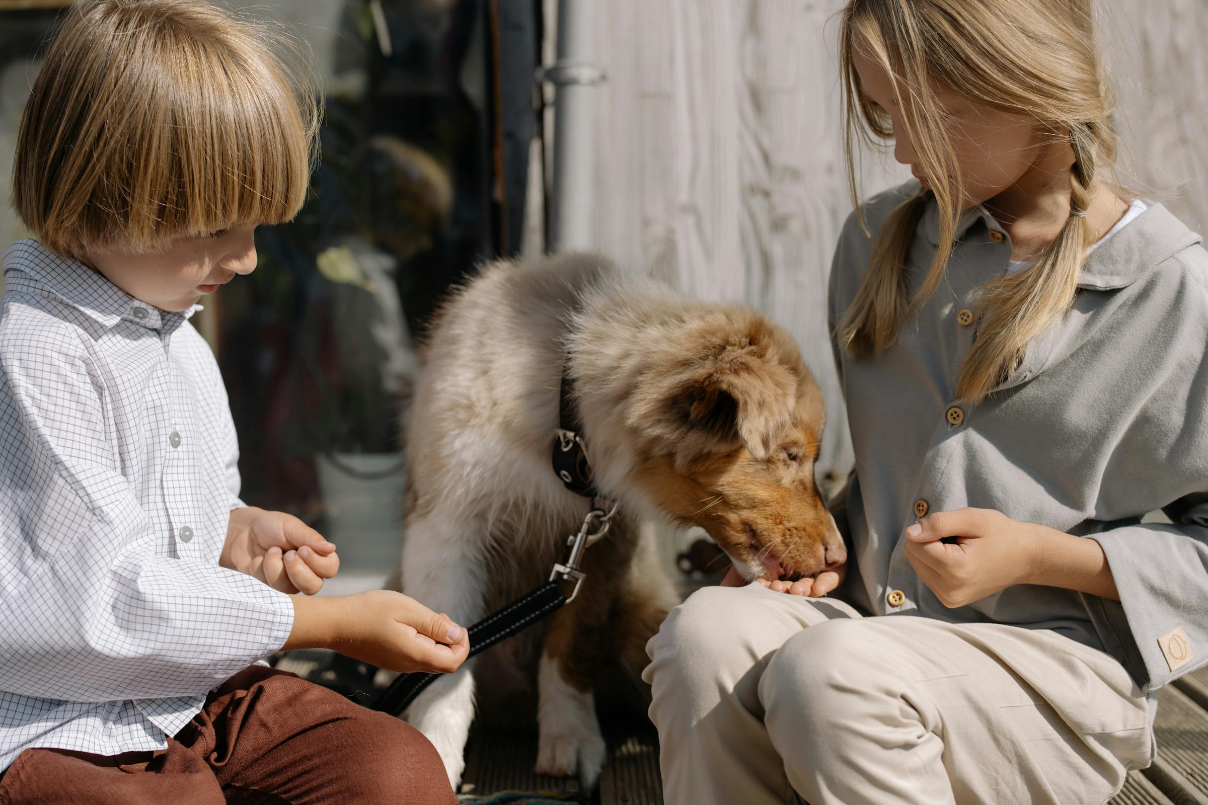 Kids playing with a dog | Source: Pexels