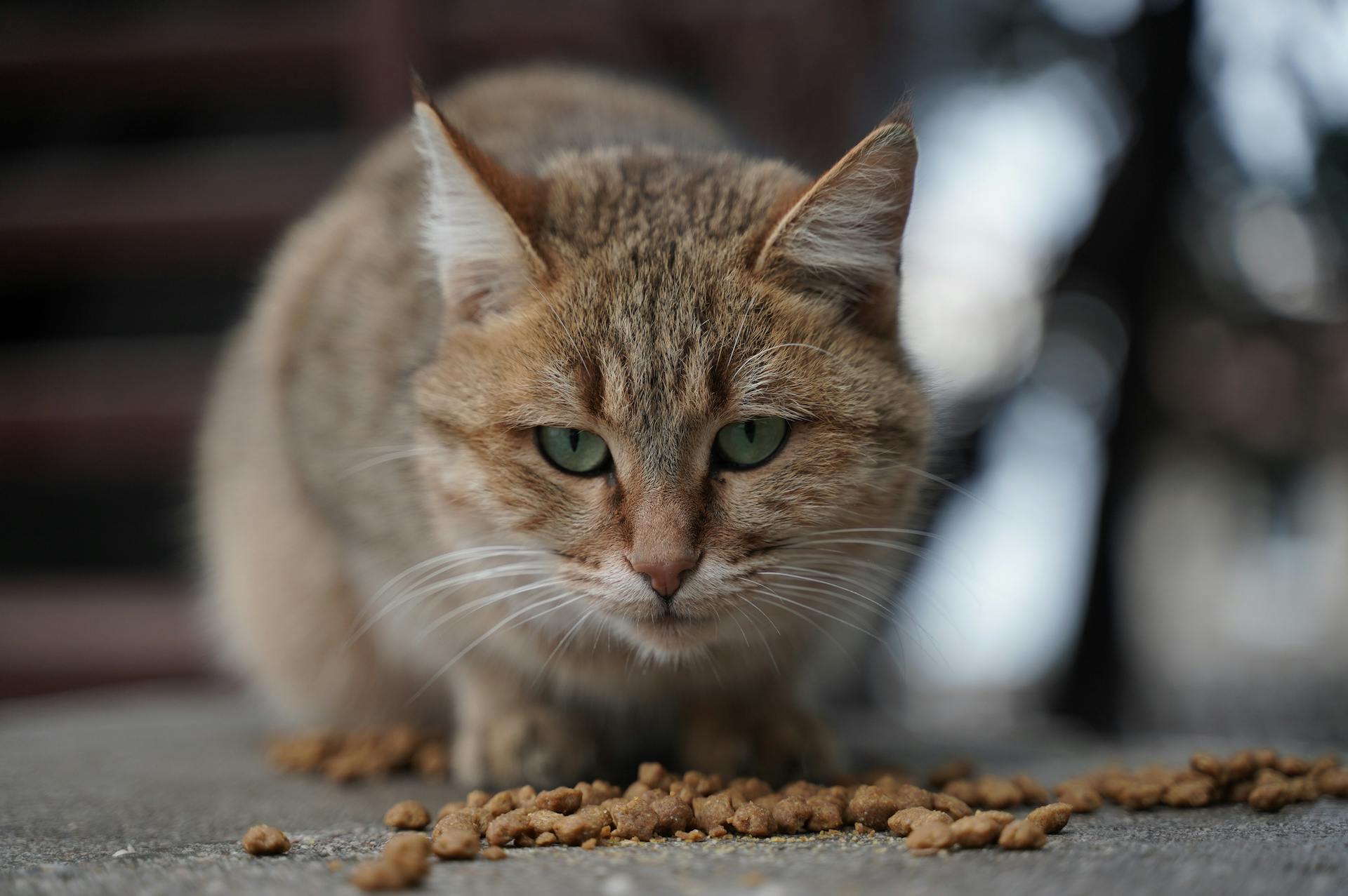 A close-up photo of a cat | Source: Pexels