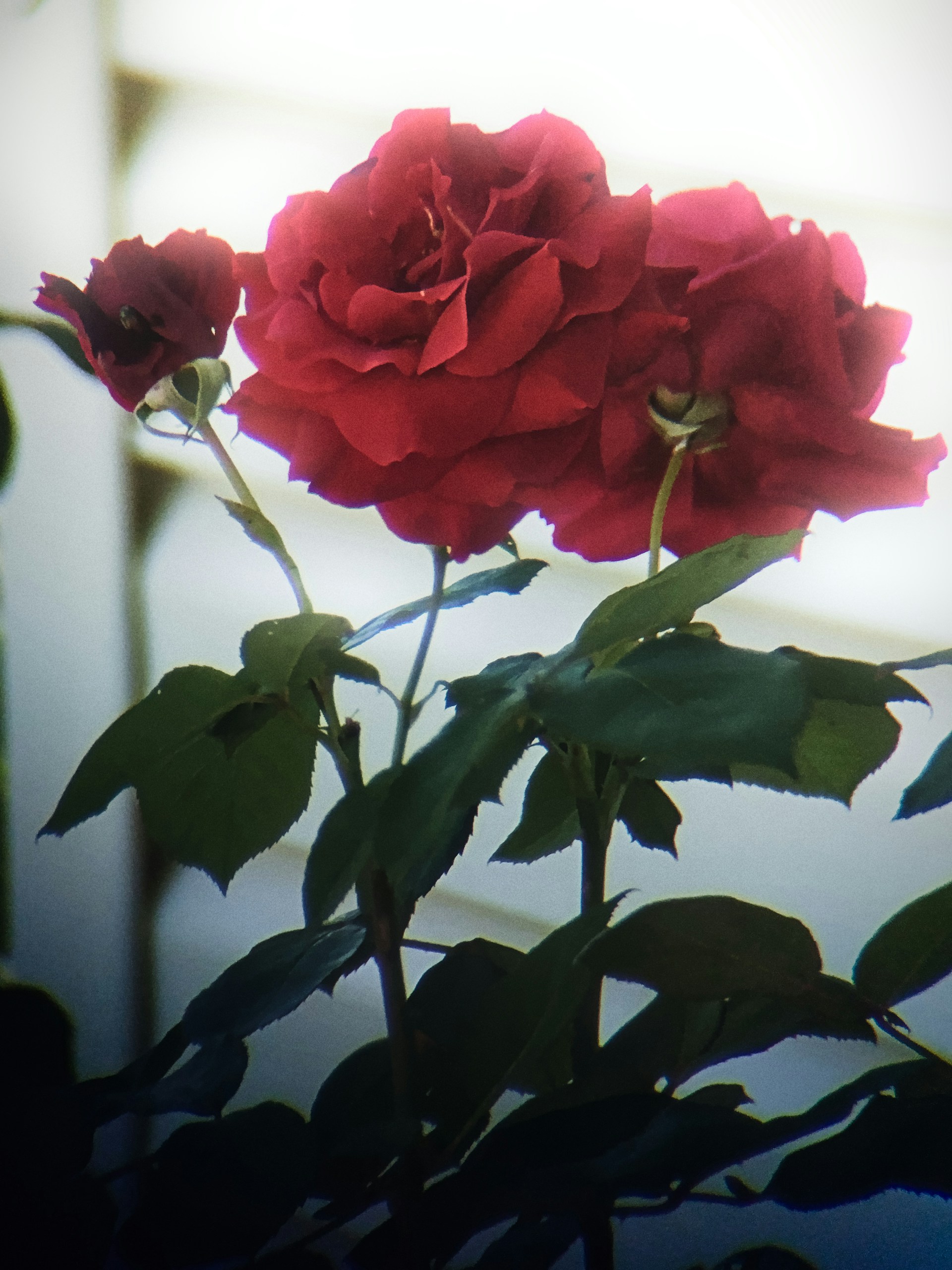 Close-up shot of blooming crimson roses | Source: Unsplash