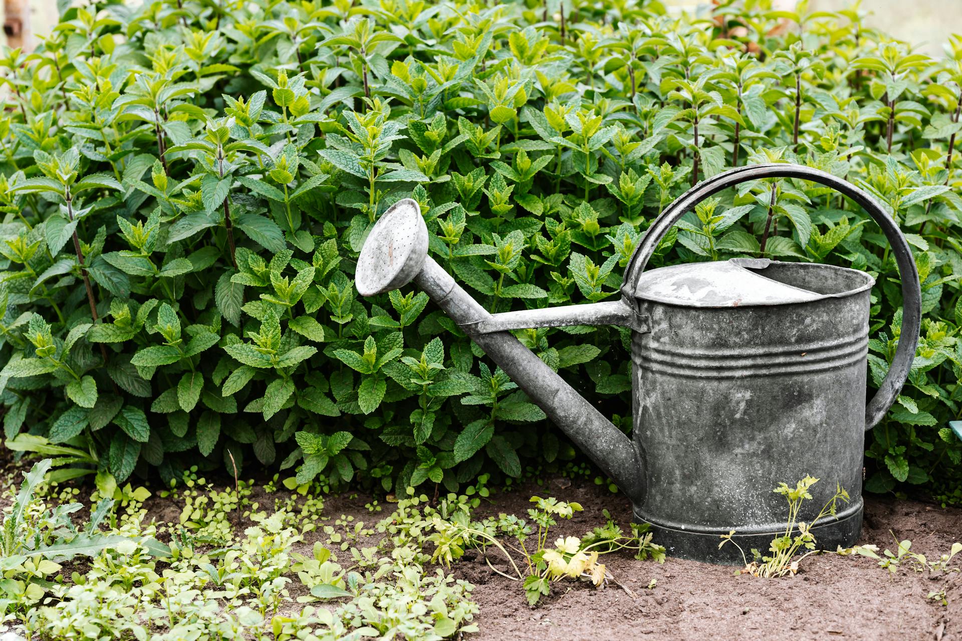 A watering can | Source: Pexels