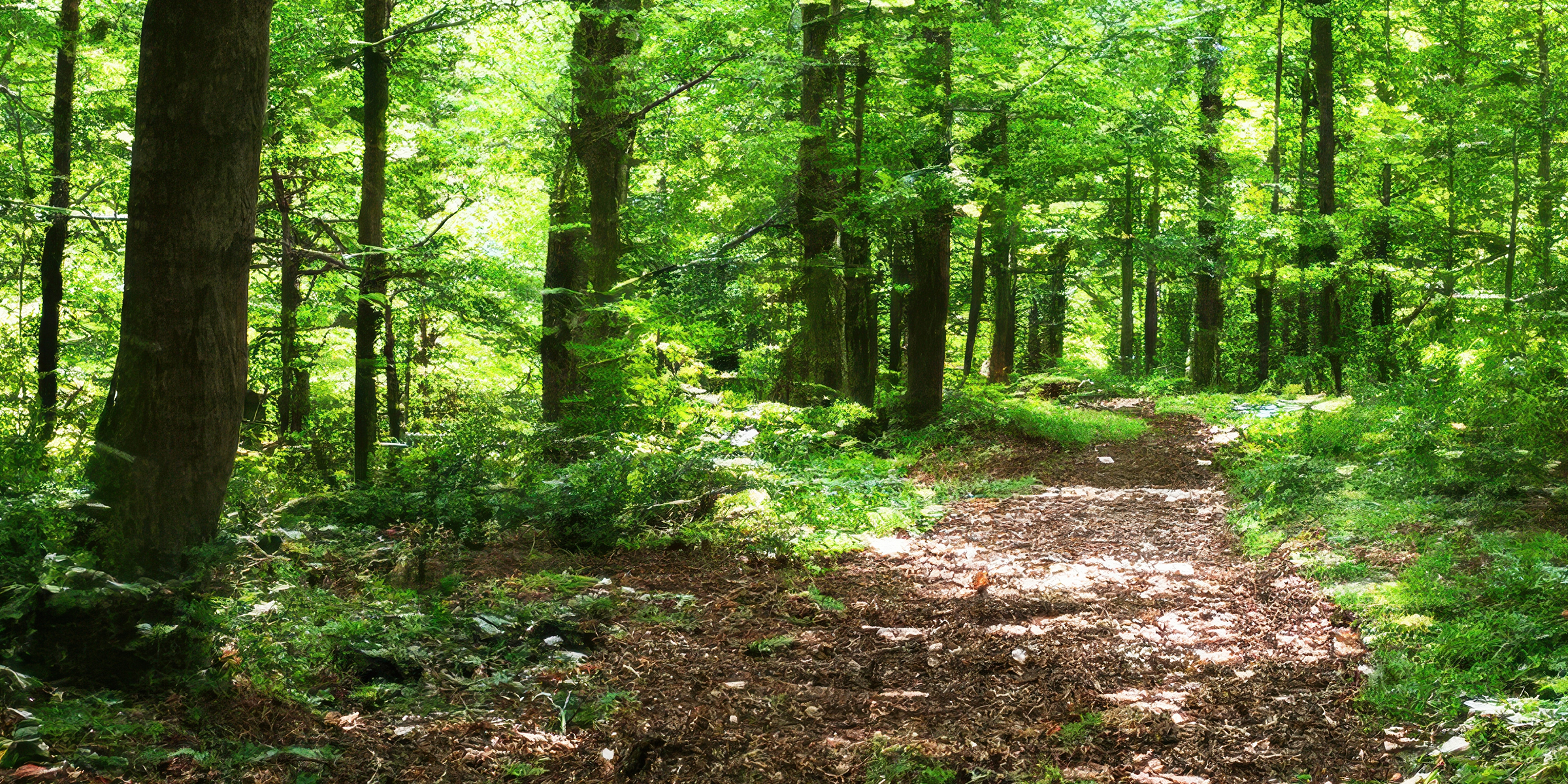 A forest | Source: Shutterstock