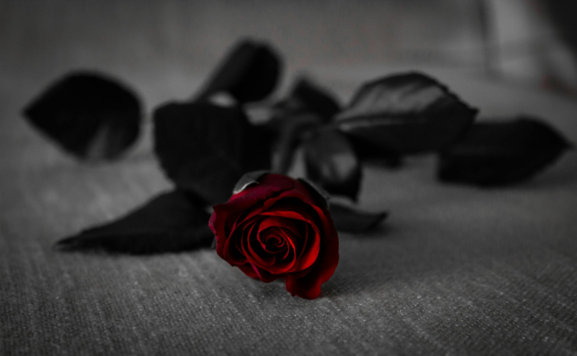 A rose lying on a carpeted floor | Source: Pexels