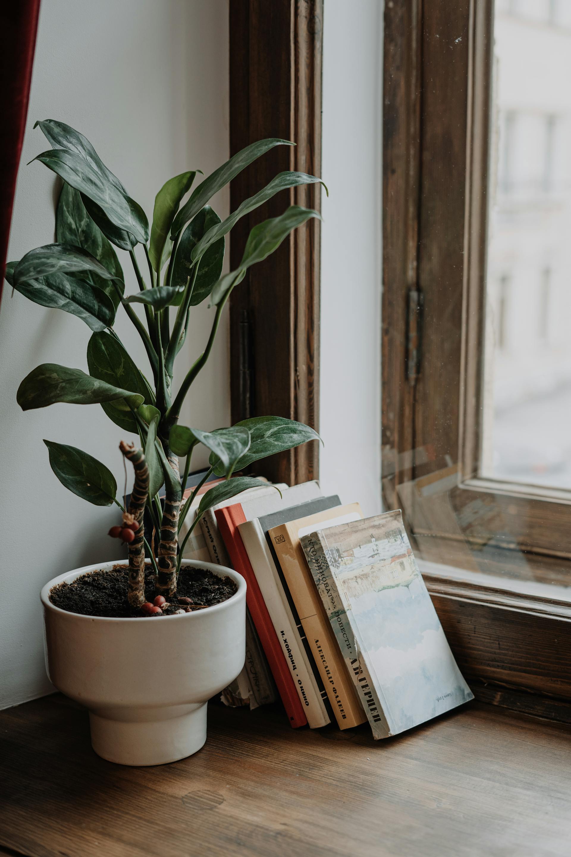 A potted plant and books lying by the window | Source: Pexels
