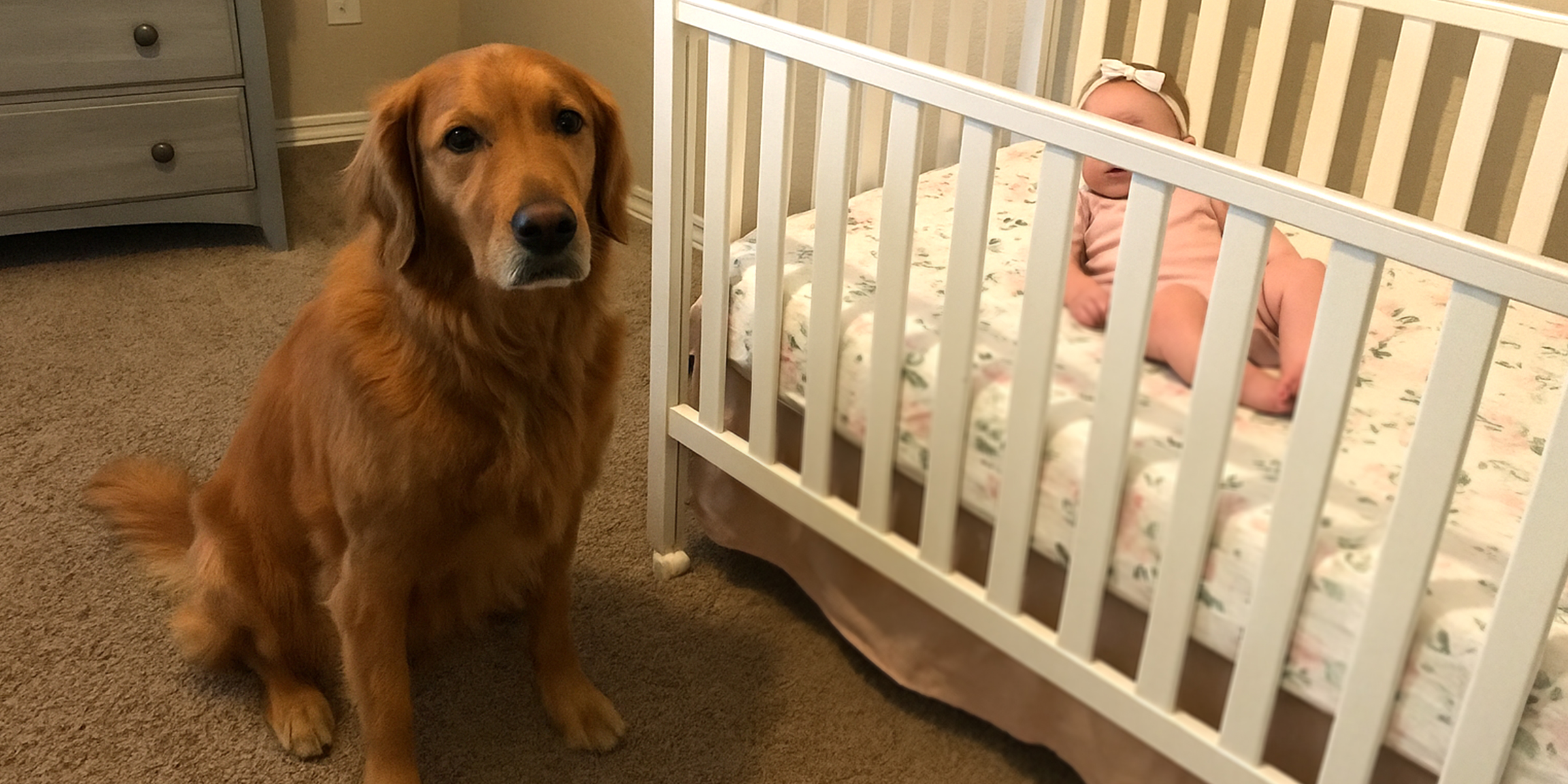 A dog sitting by a crib | Source: The Celebritist