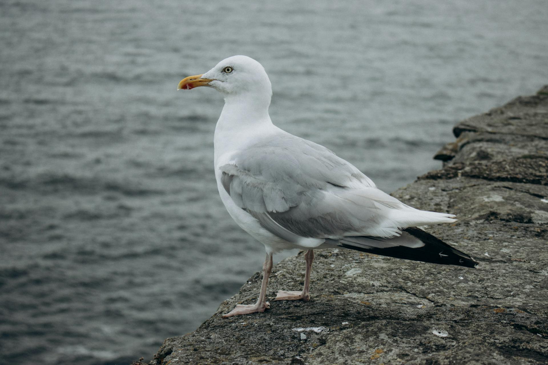 A seagull on the shore | Source: Pexels