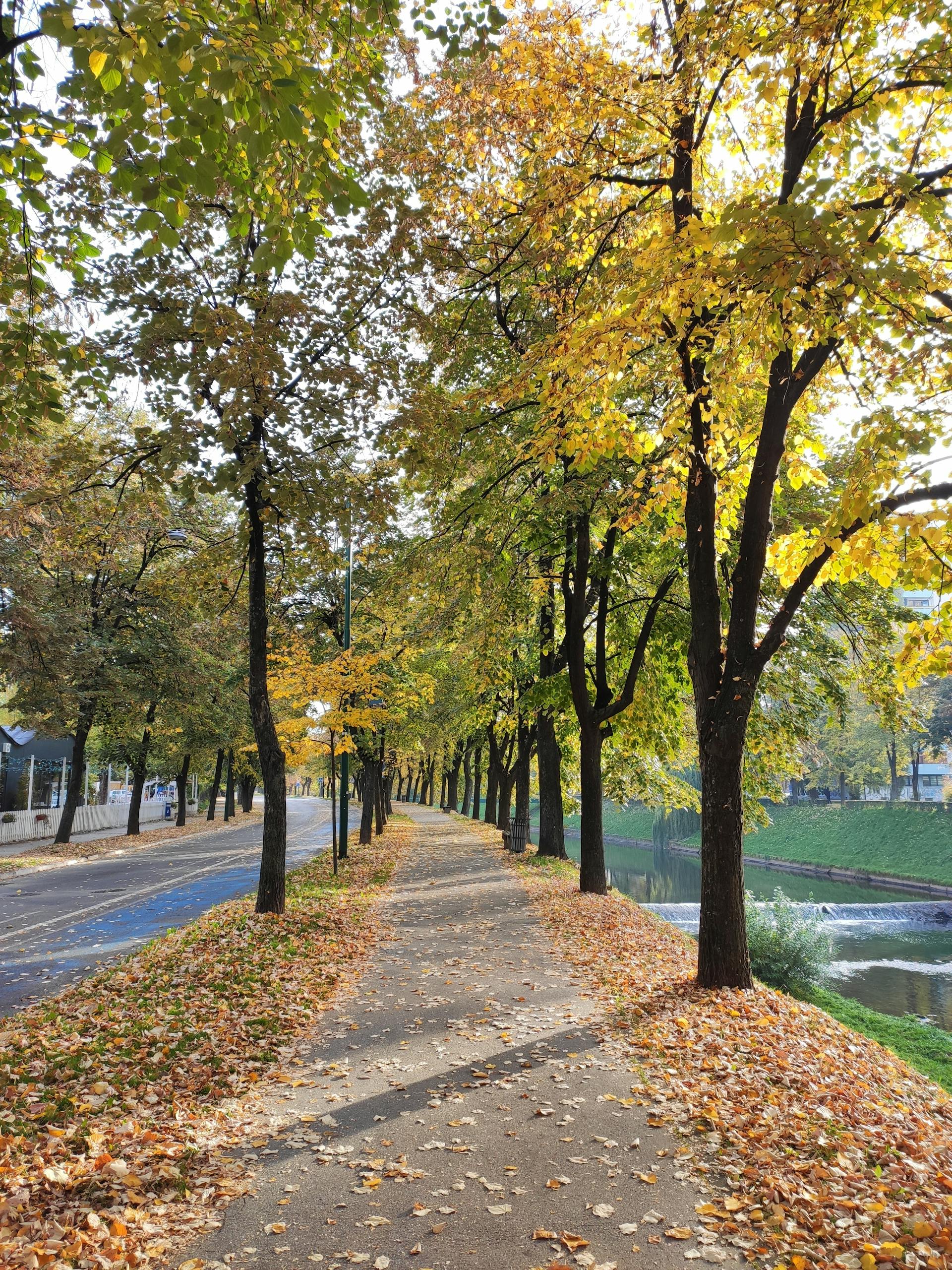 Trees lining a path | Source: Pexels