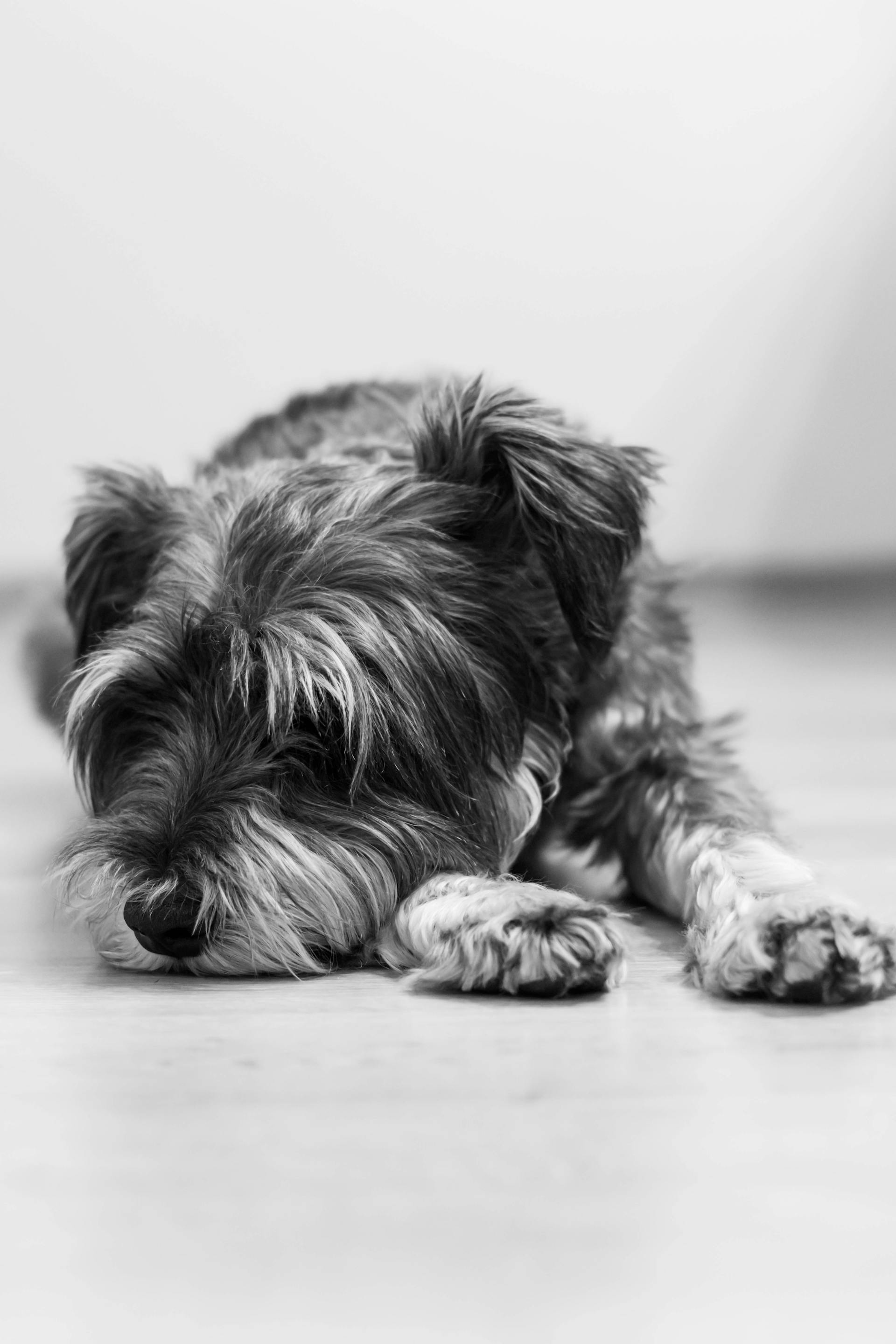 A grayscale shot of a dog resting on the floor | Source: Pexels