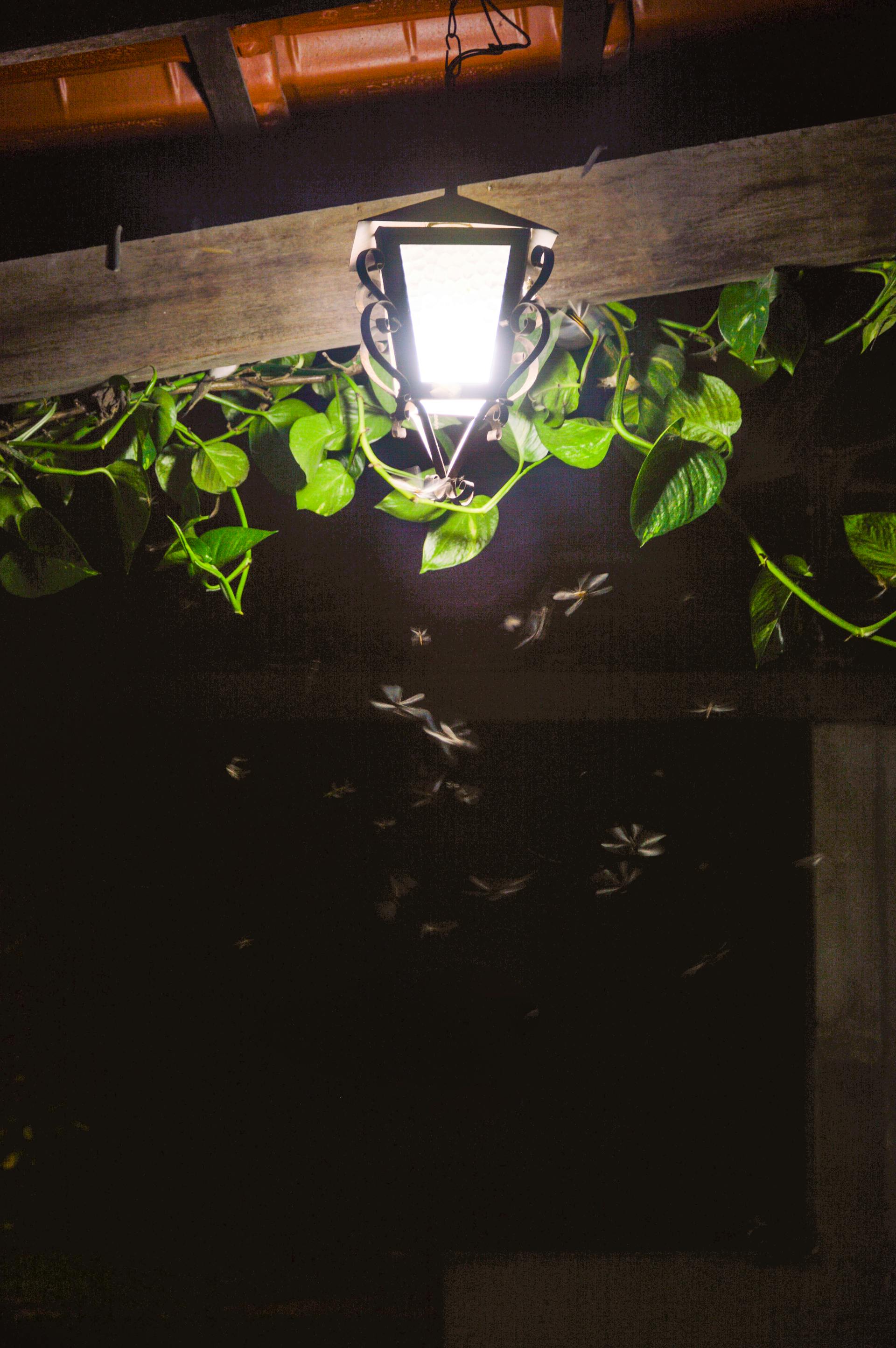 Bugs flying around a porch light at night | Source: Pexels