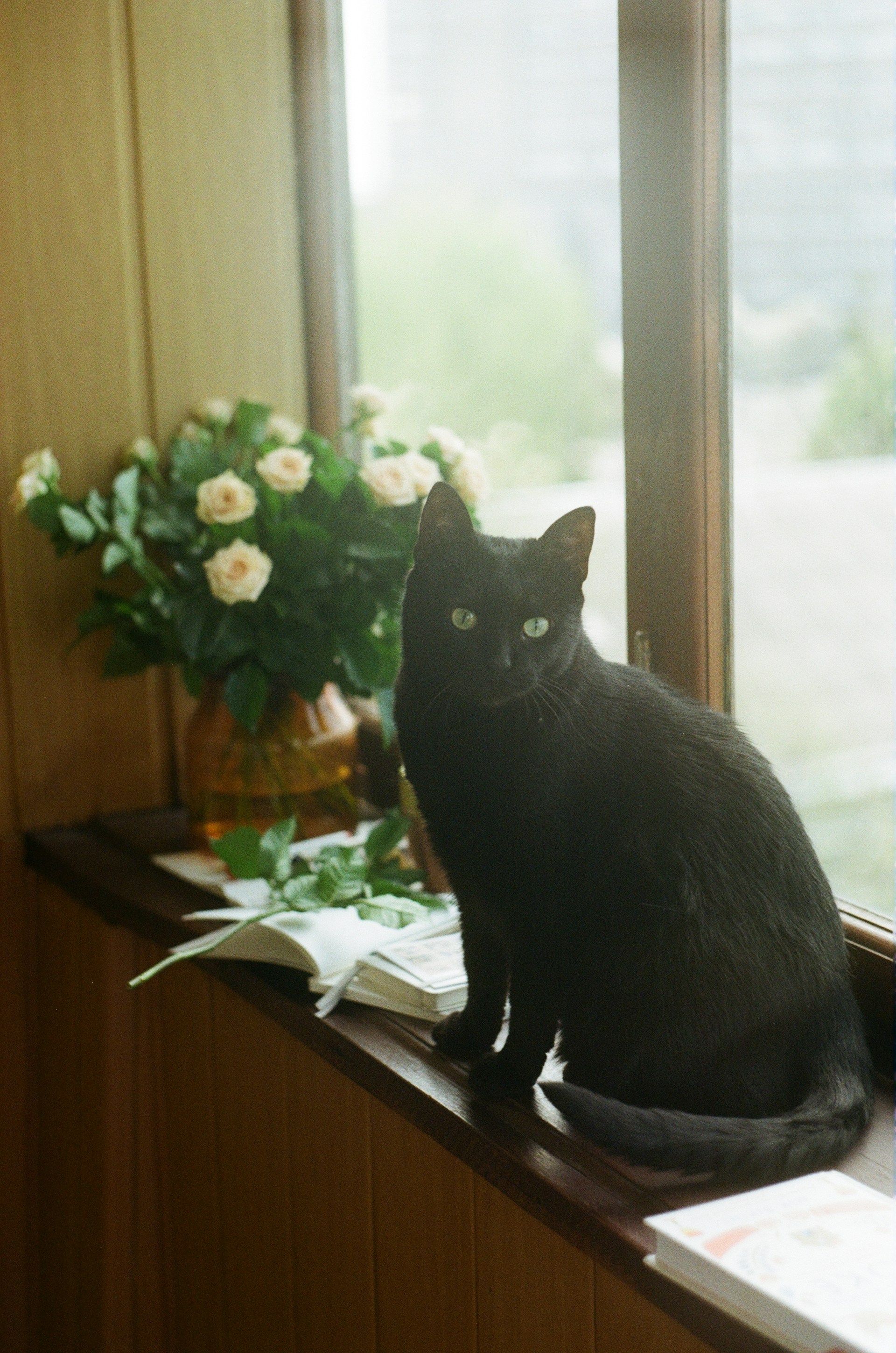 An adorable black cat sitting on a windowsill | Source: Unsplash