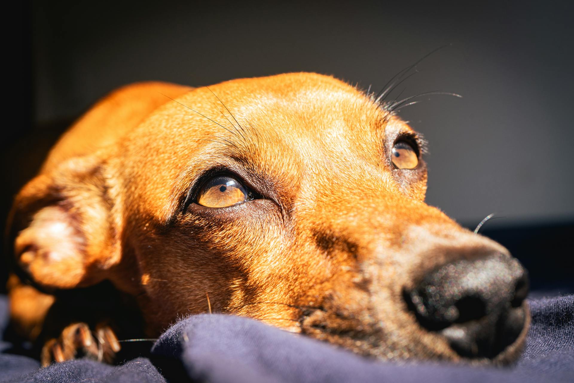 A small brown dog | Source: Pexels