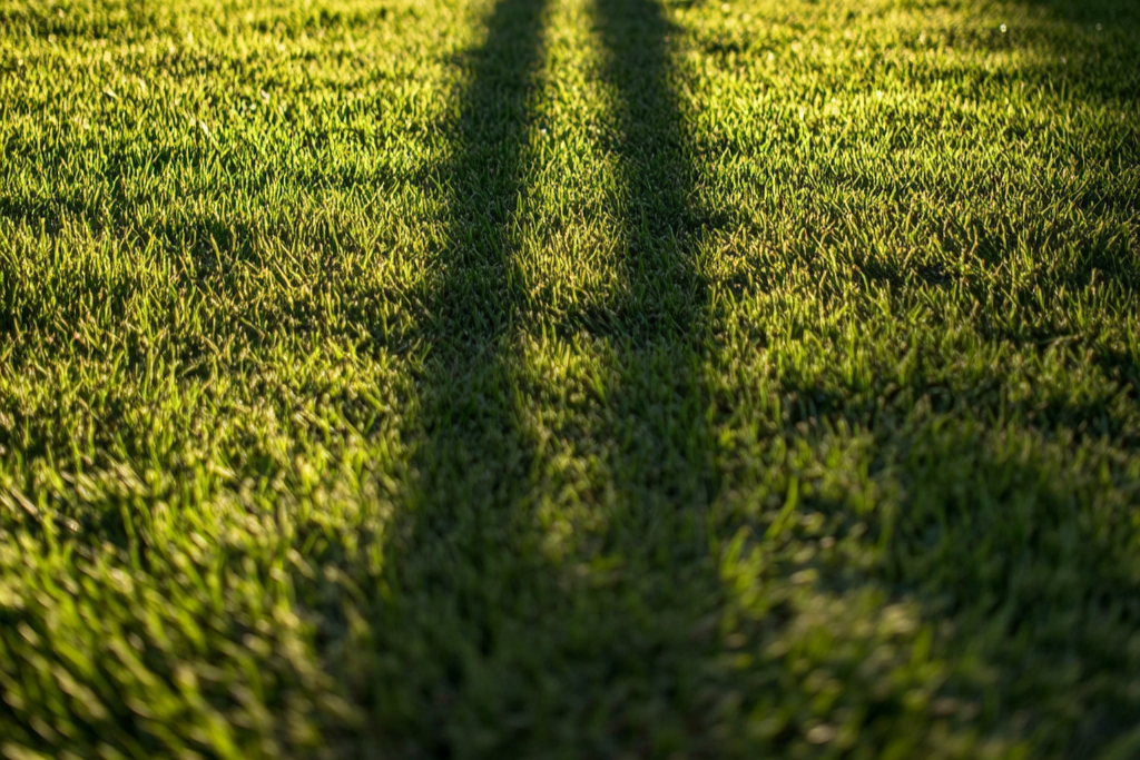 A shadow across a lawn | Source: Midjourney