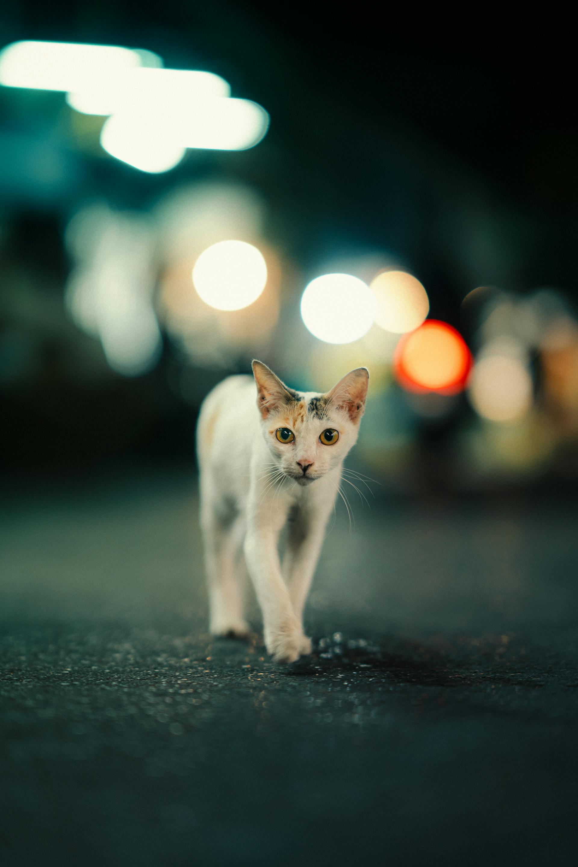 A cat walking on the street at night | Source: Pexels