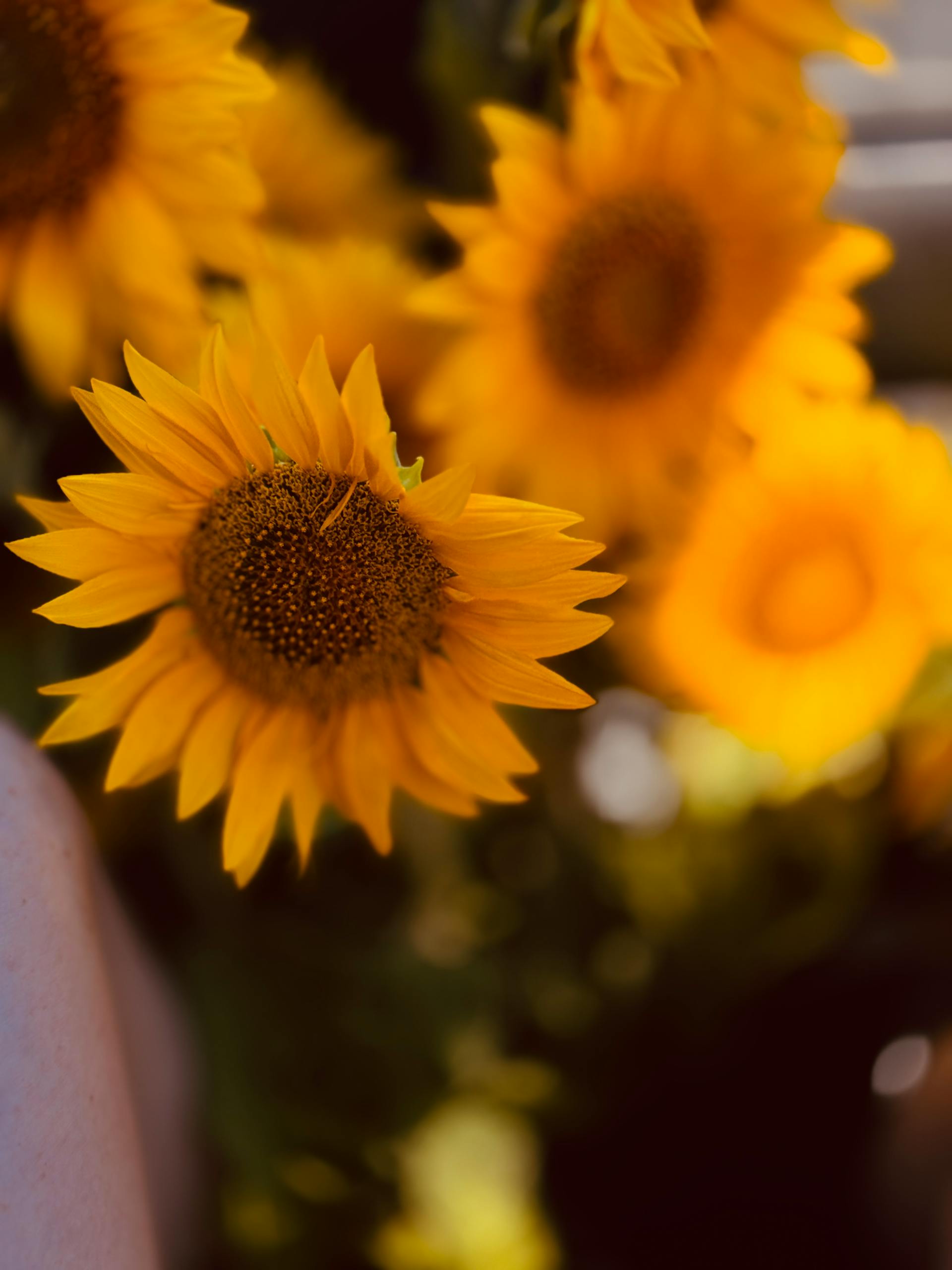 A close-up shot of sunflowers | Source: Pexels