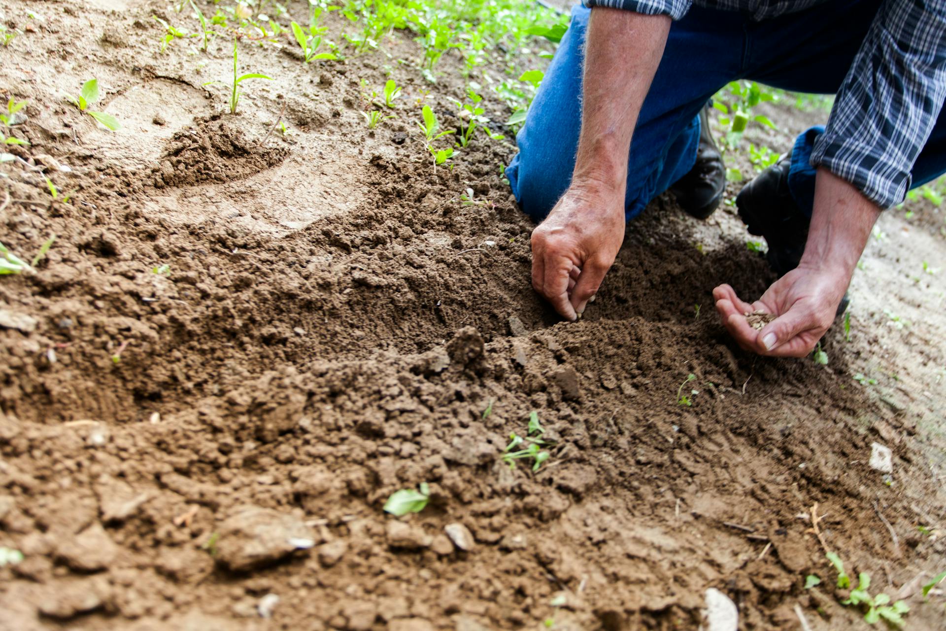 A man sowing seeds | Source: Pexels