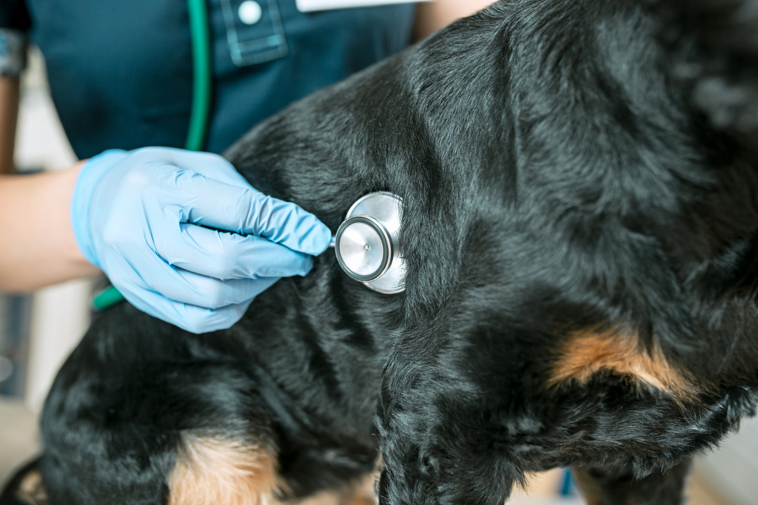 Close-up shot of a vet checking a dog | Source: Freepik