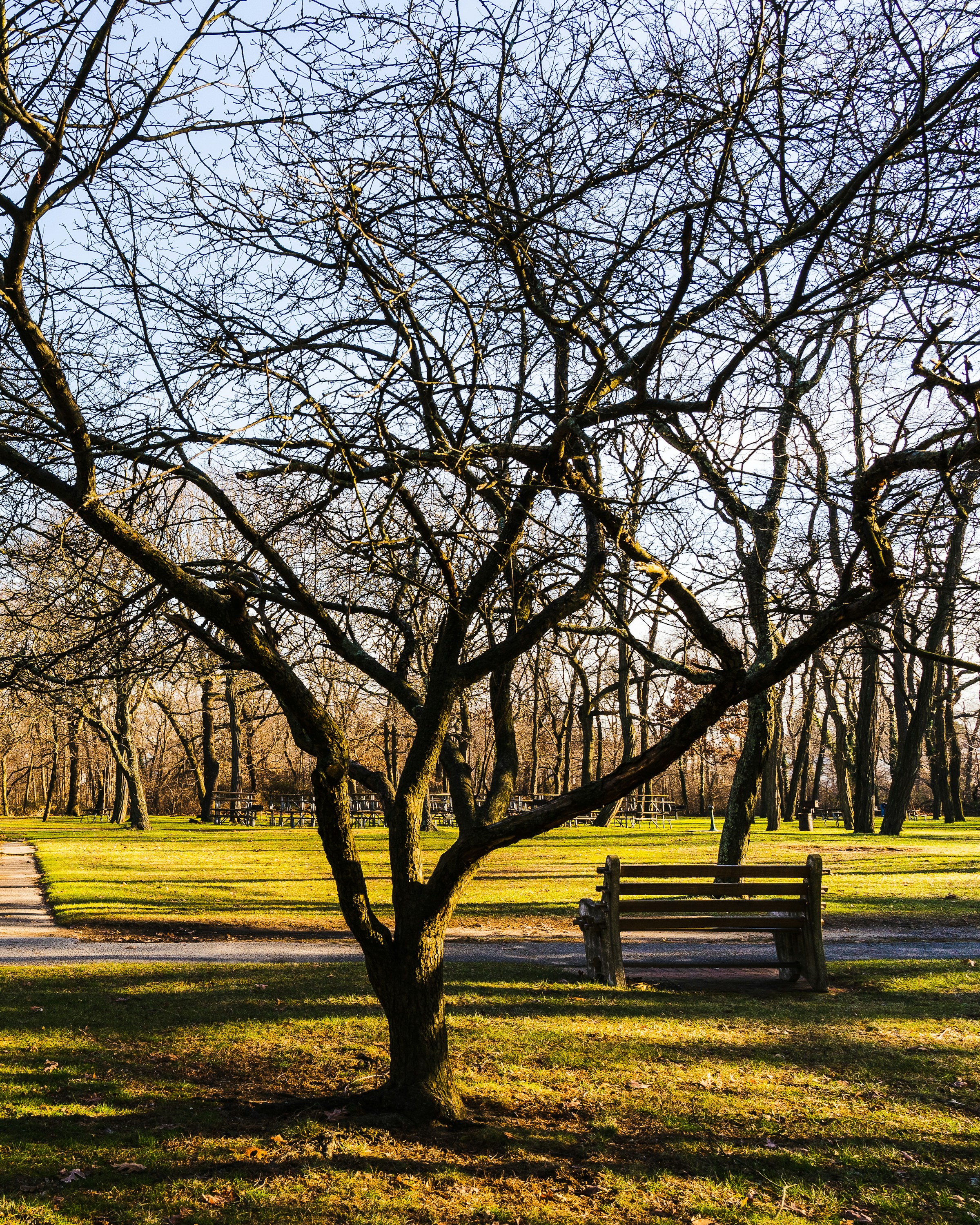 Um banco de madeira em um parque | Fonte: Unsplash