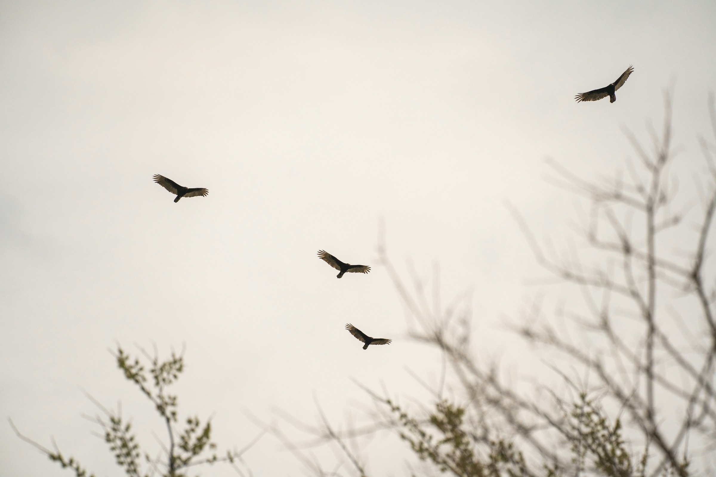 Birds of prey circling in the sky | Source: Unsplash