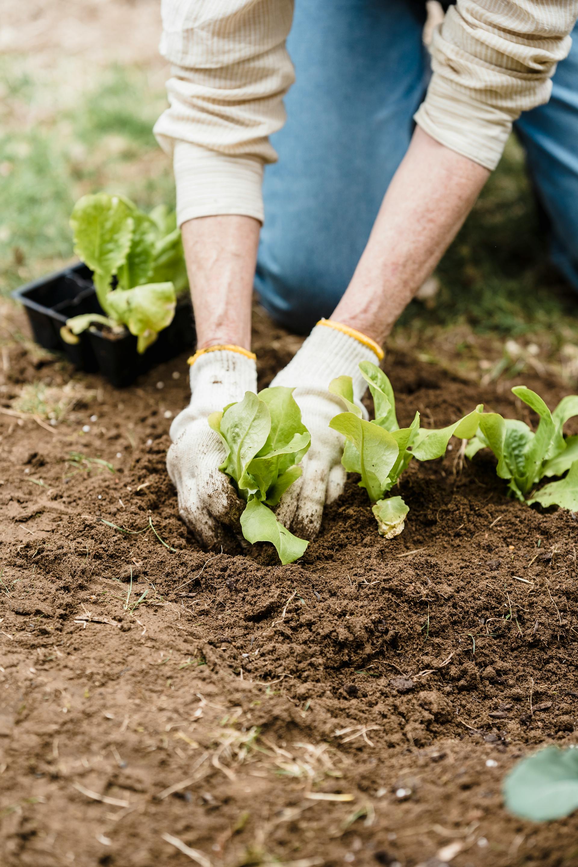 A close-up shot of a person tending to plants in their garden | Source: Pexels