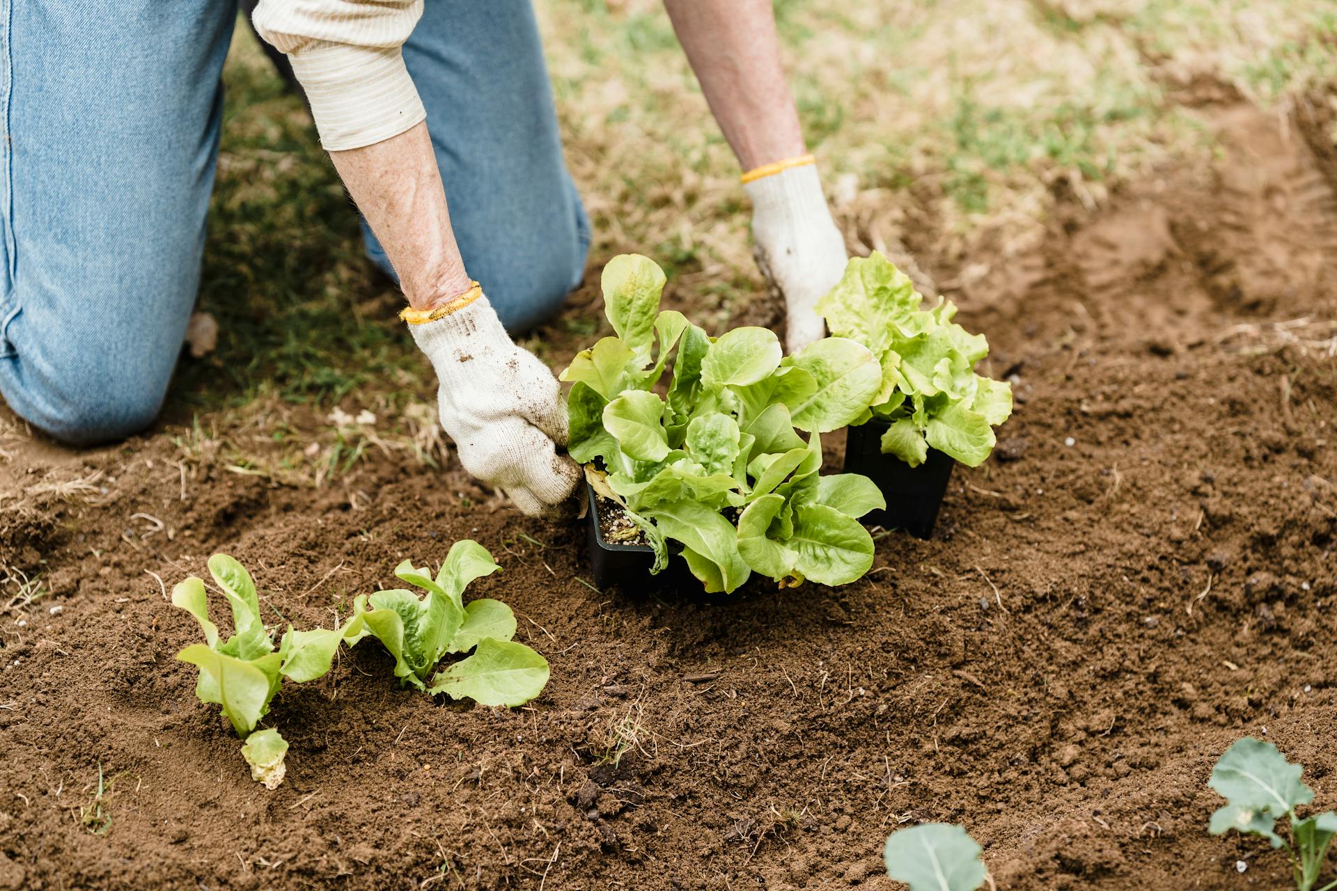 A woman planting small plants in her backyard | Source: Pexels