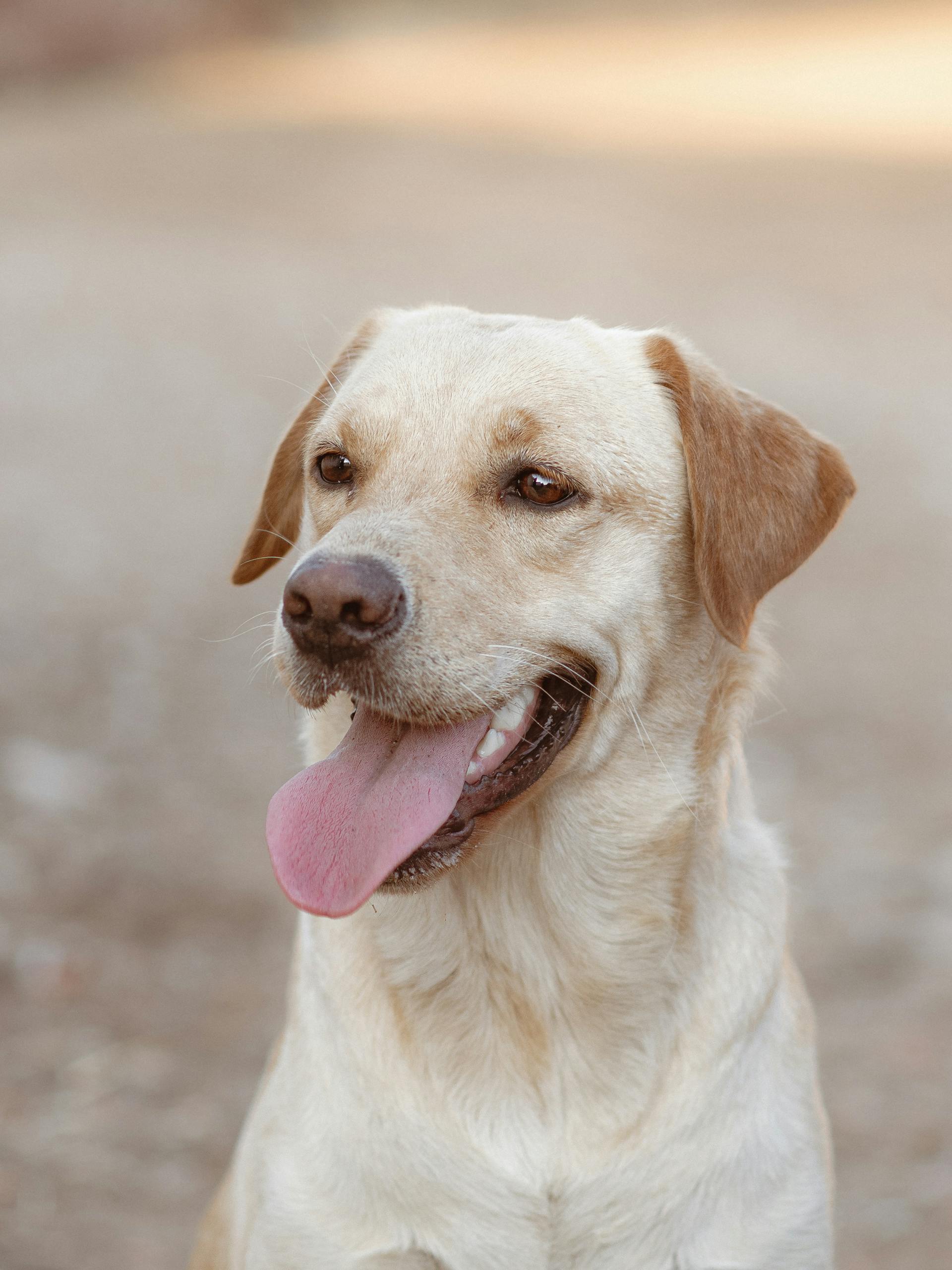 A dog standing outdoors | Source: Pexels