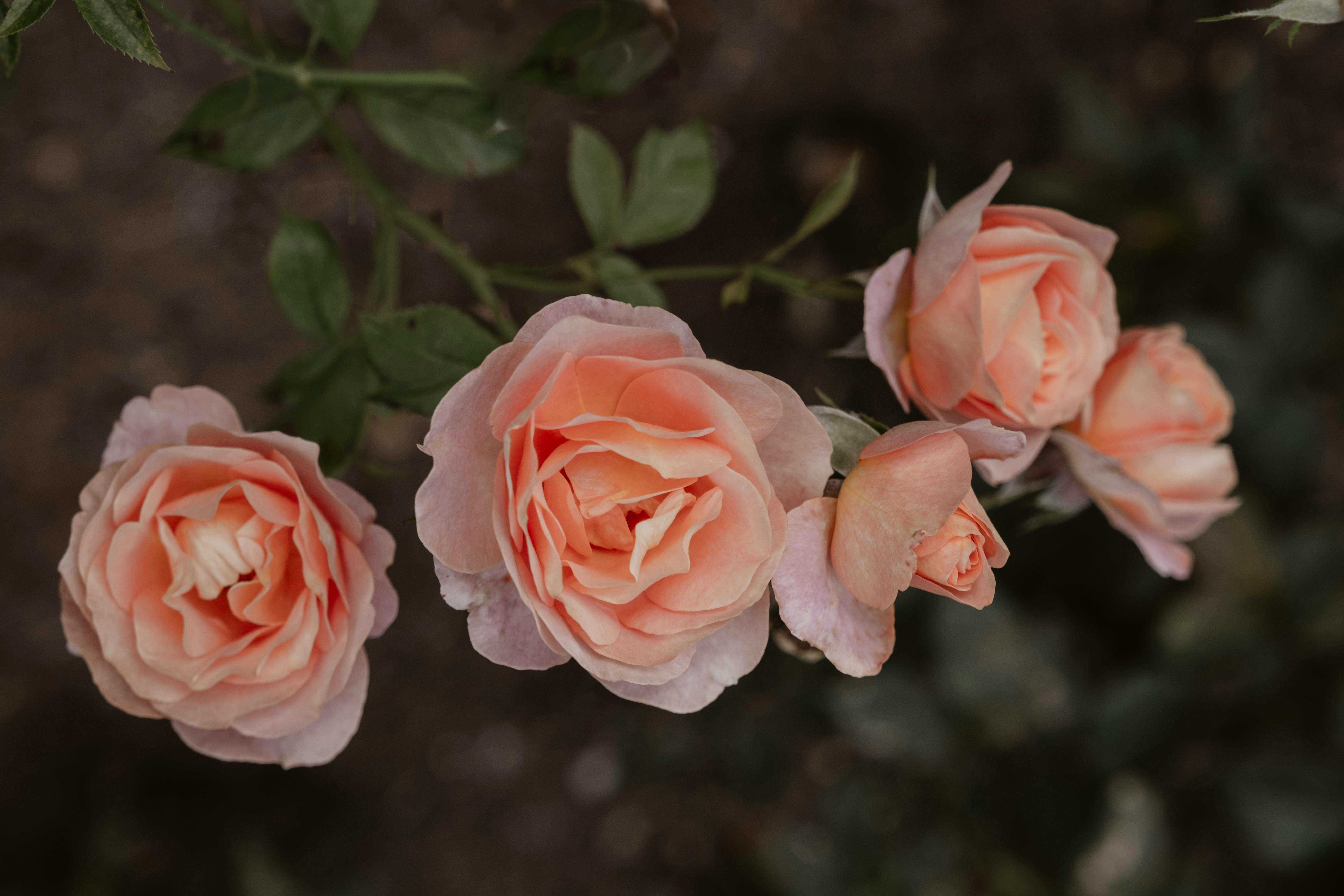 Roses in bloom | Source: Pexels