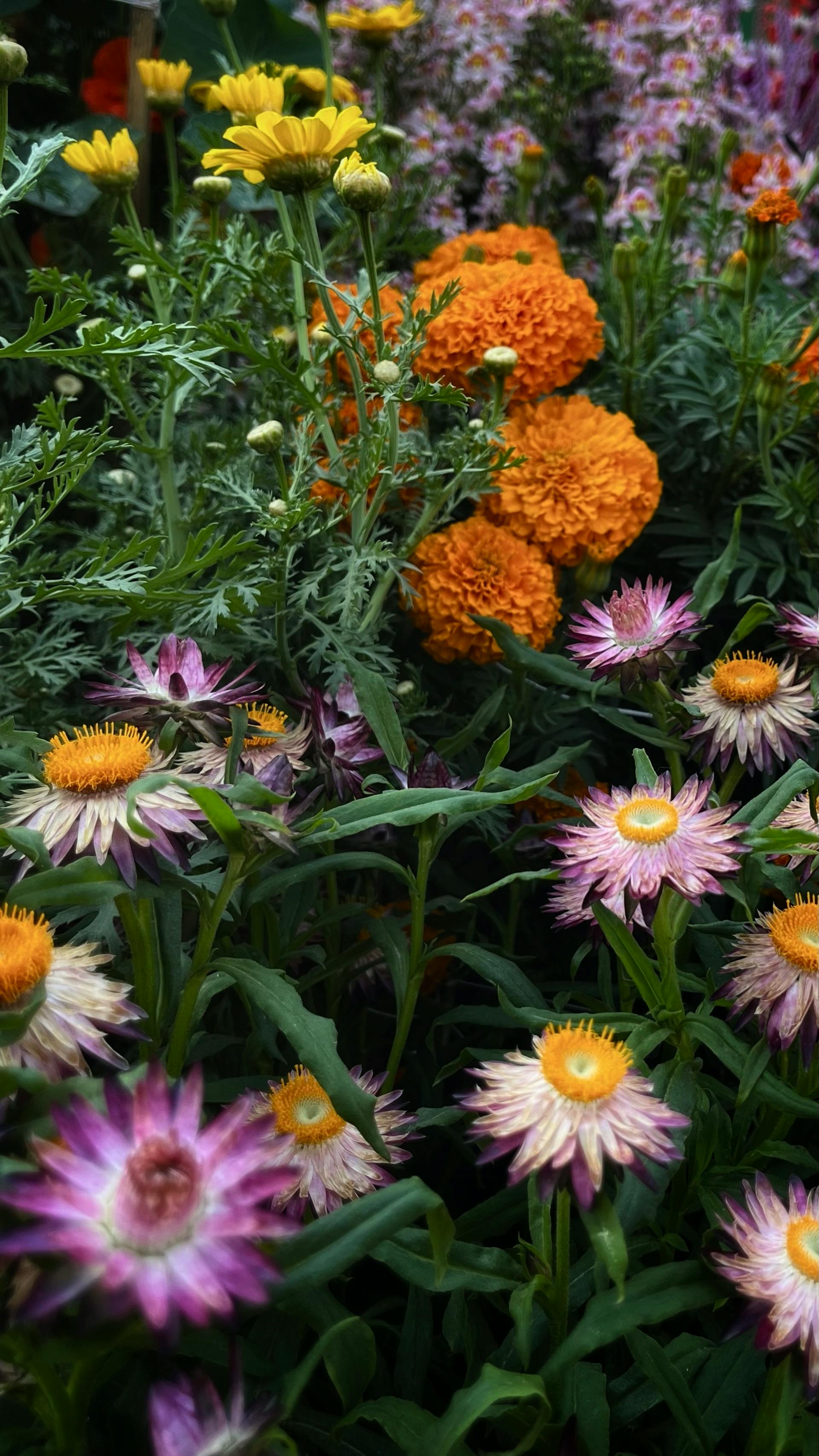 Marigolds and daisies blooming in a garden | Source: Pexels