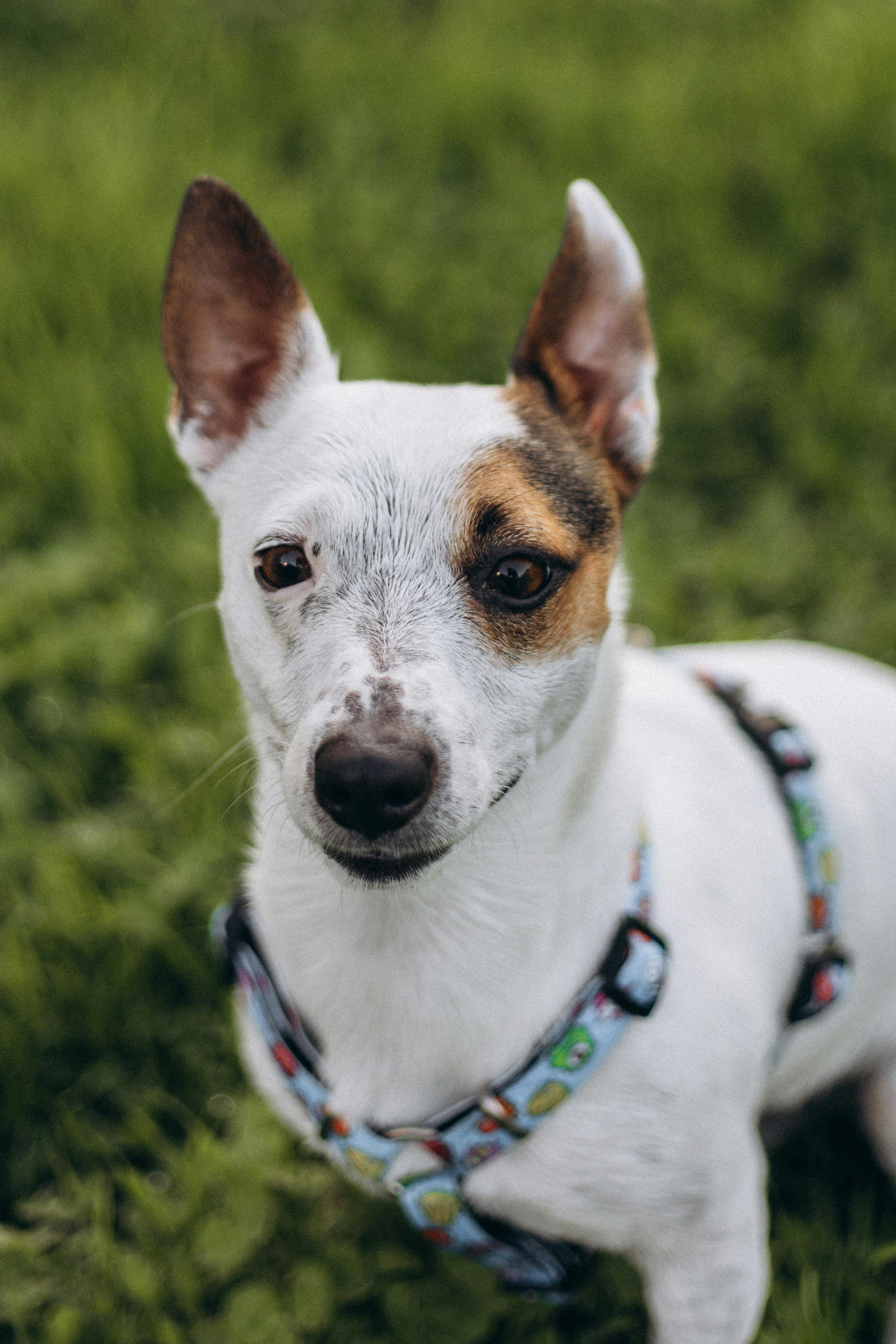 Gros plan d'un chien en bonne santé | Source : Pexels