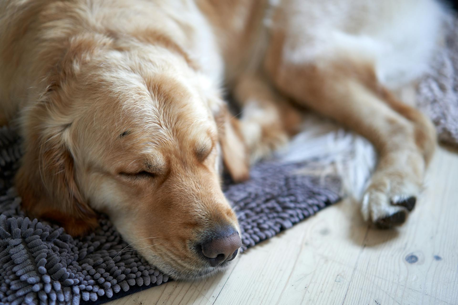 A dog sleeping | Source: Pexels