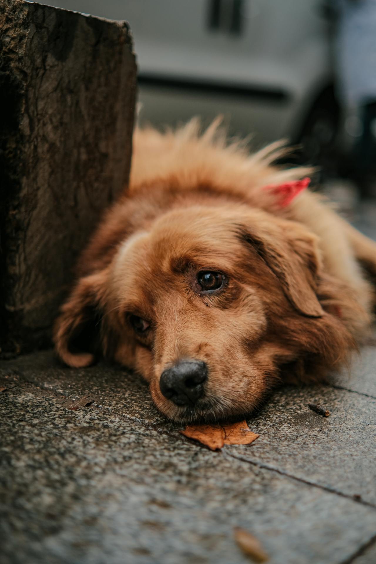 A dog lying on a wet concrete surface | Source: Pexels