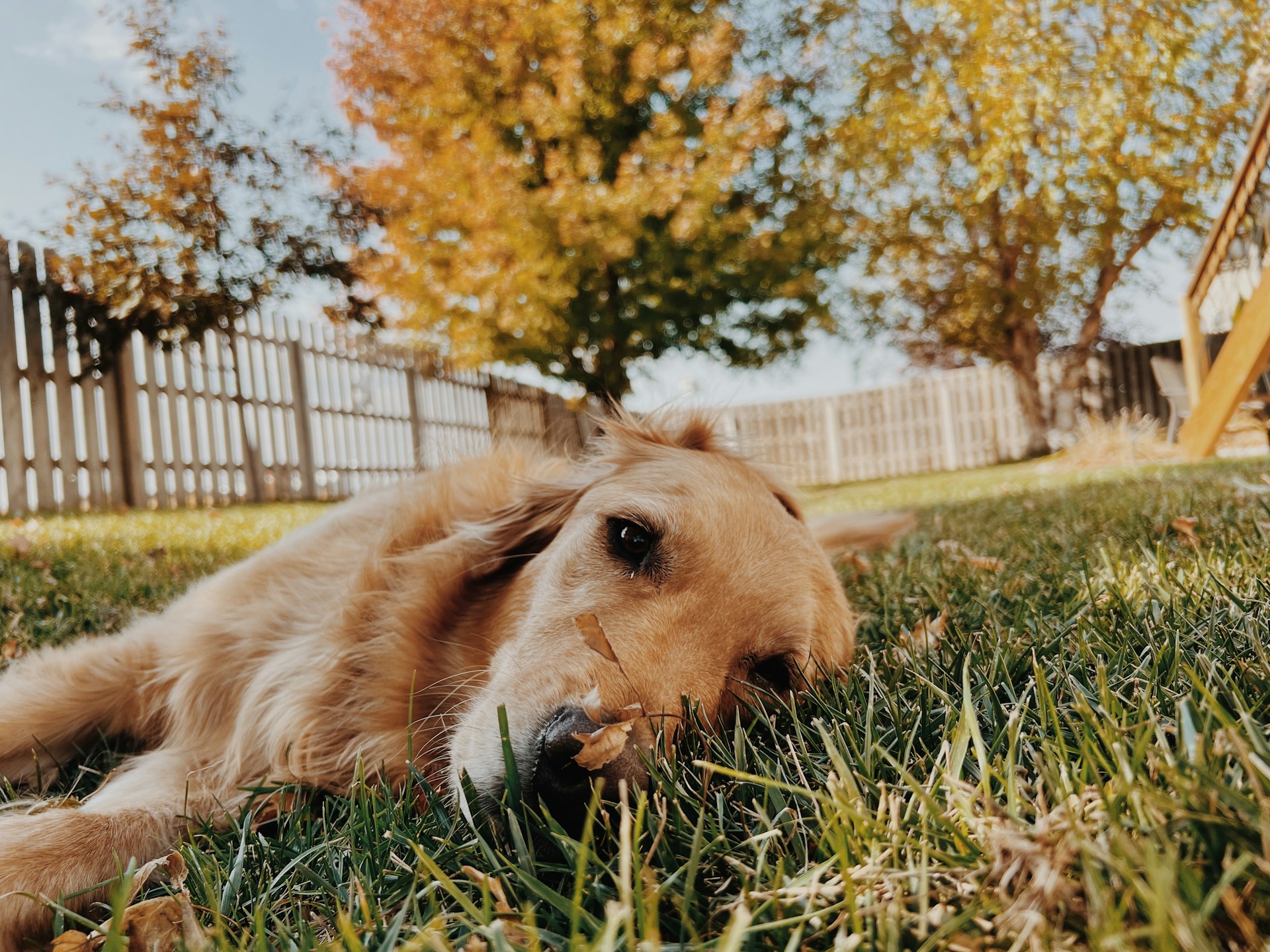 An exhausted dog lying on the grass | Source: Unsplash