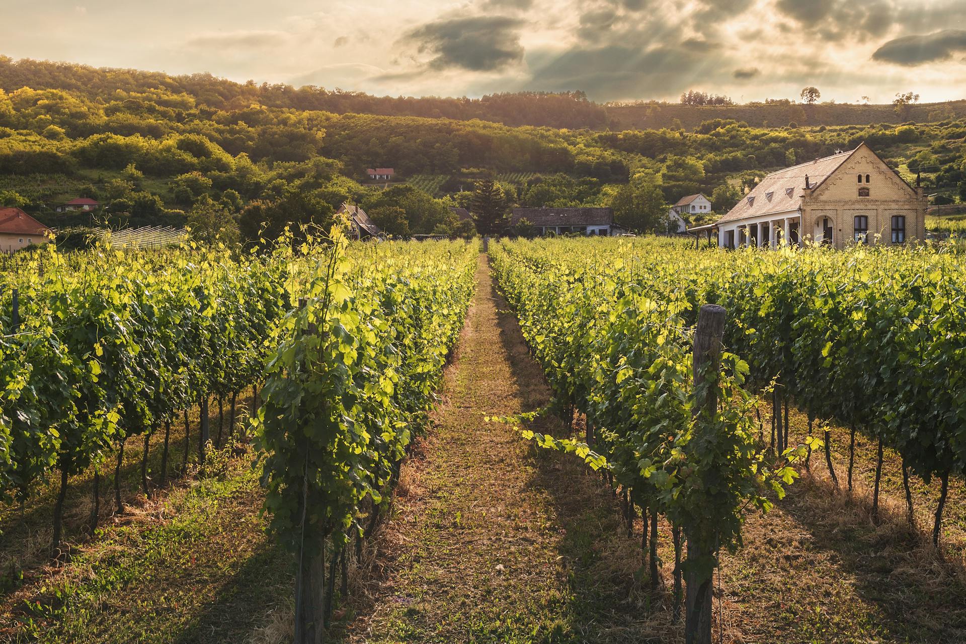 A green field near a house | Source: Pexels