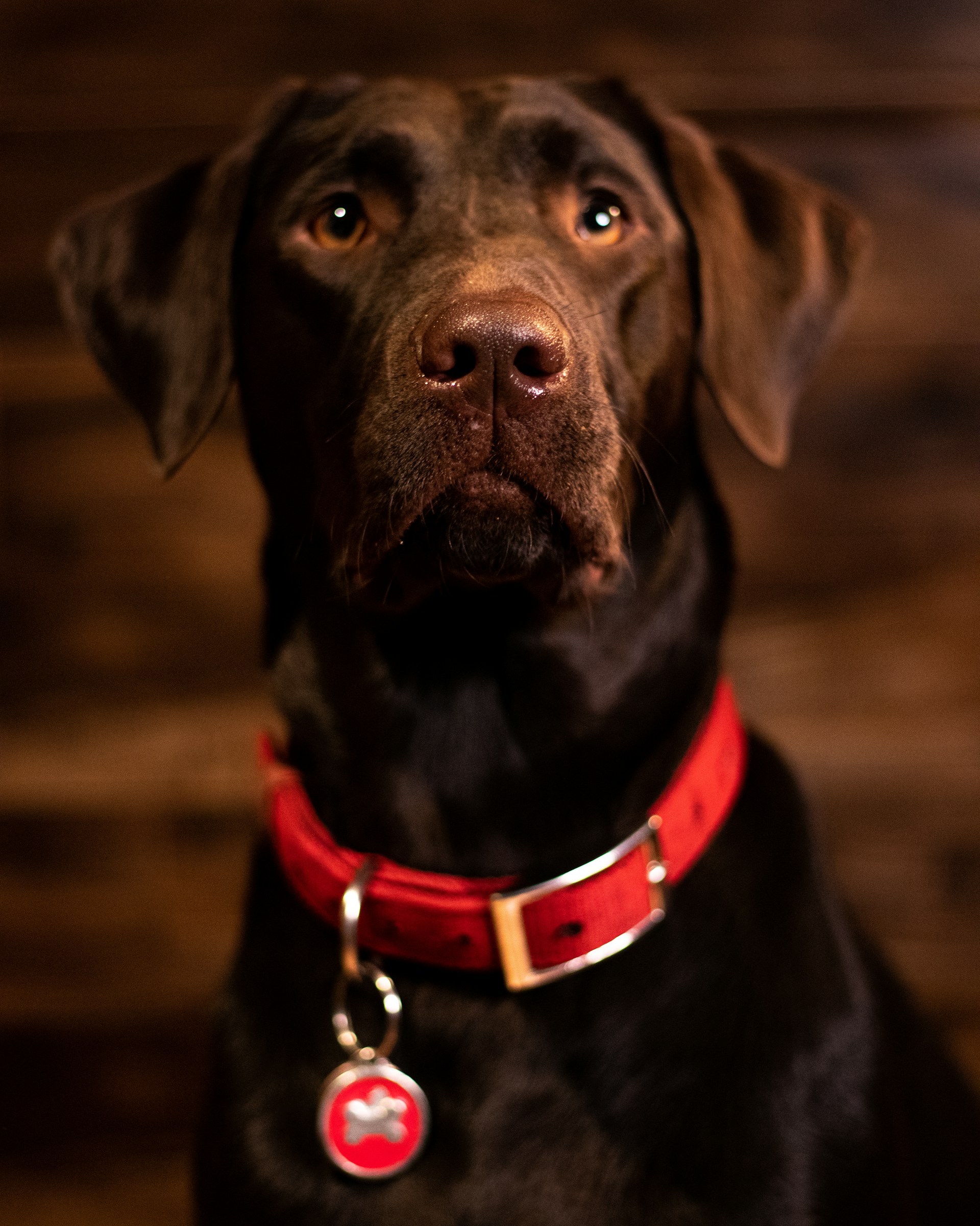 An adorable dog with a red collar | Source: Unsplash