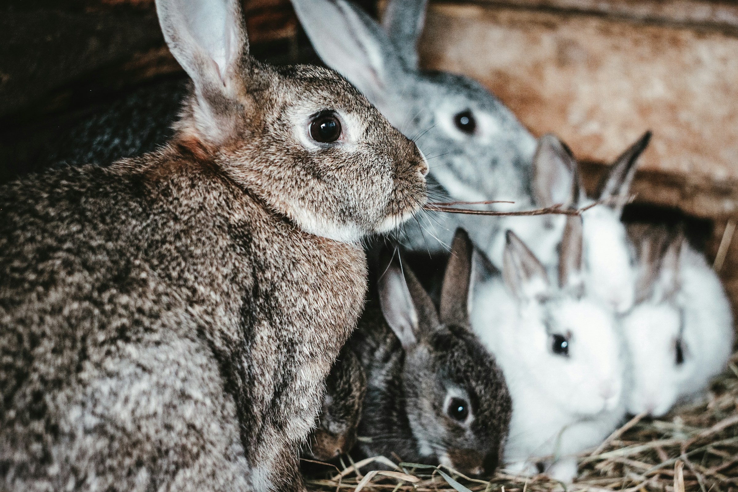 A couple of rabbits sitting together | Source: Unsplash