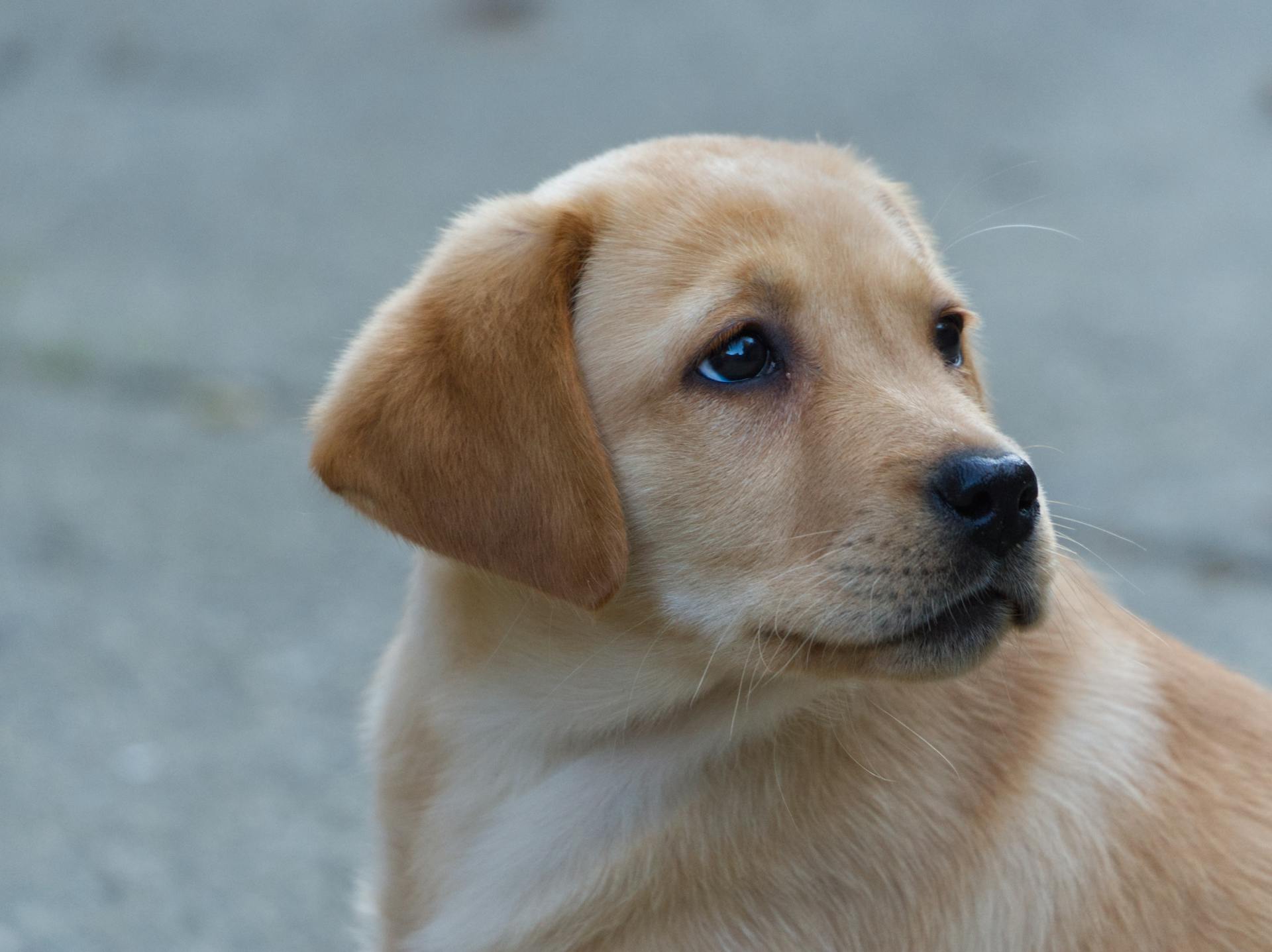 A puppy | Source: Pexels