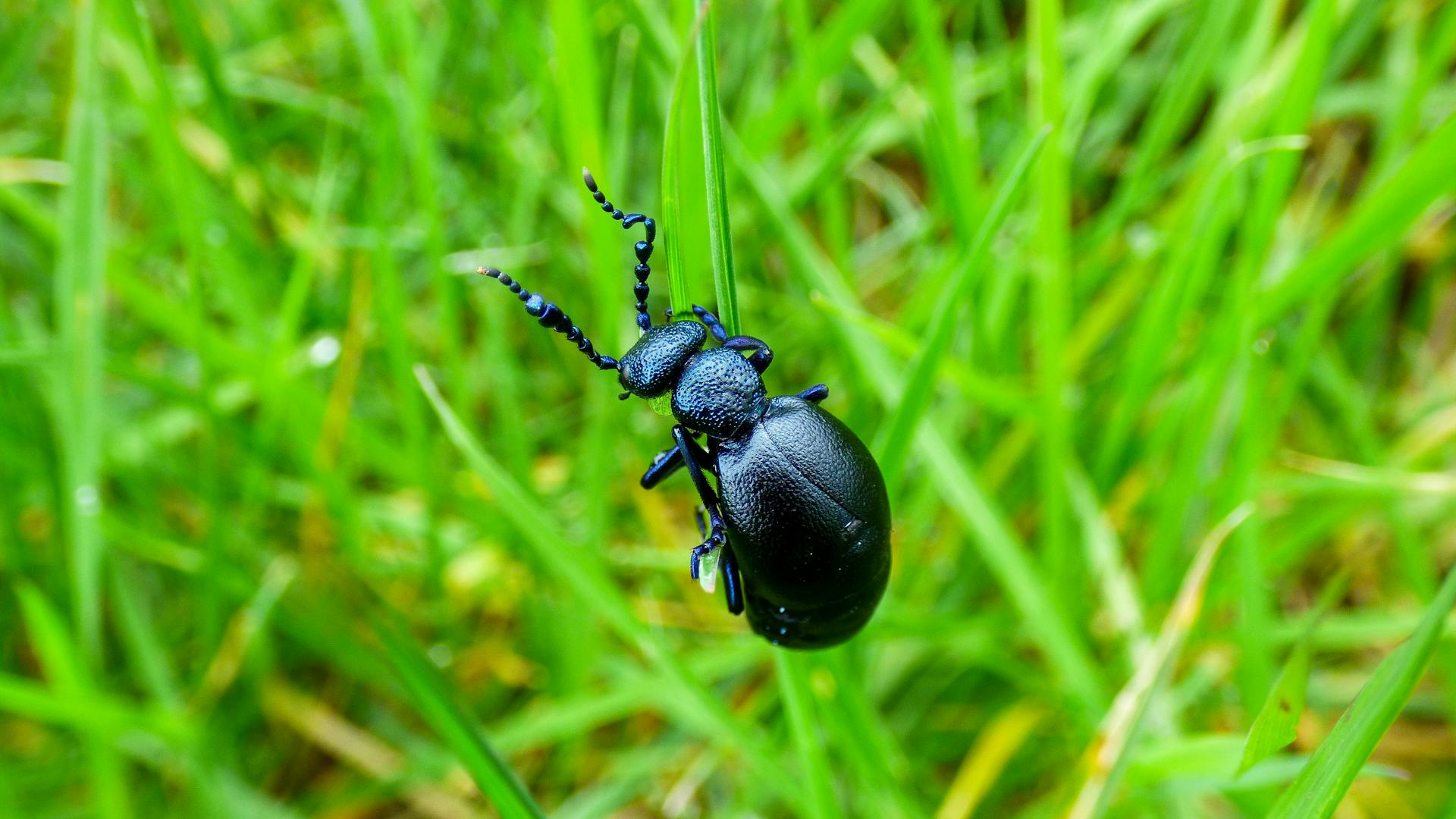 Zbliżenie czarnego chrząszcza | Źródło: Pexels