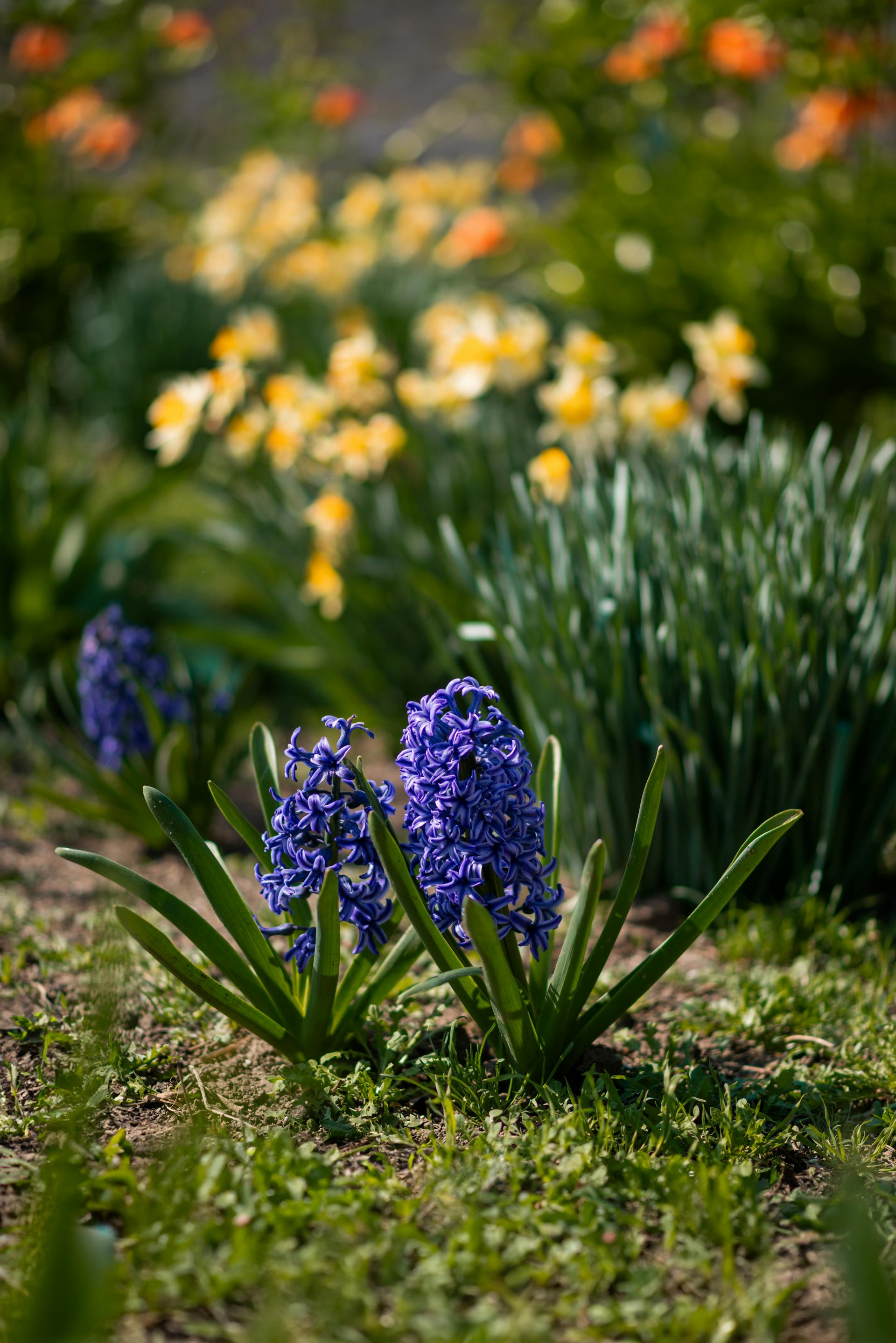Flowers blooming in a garden | Source: Pexels