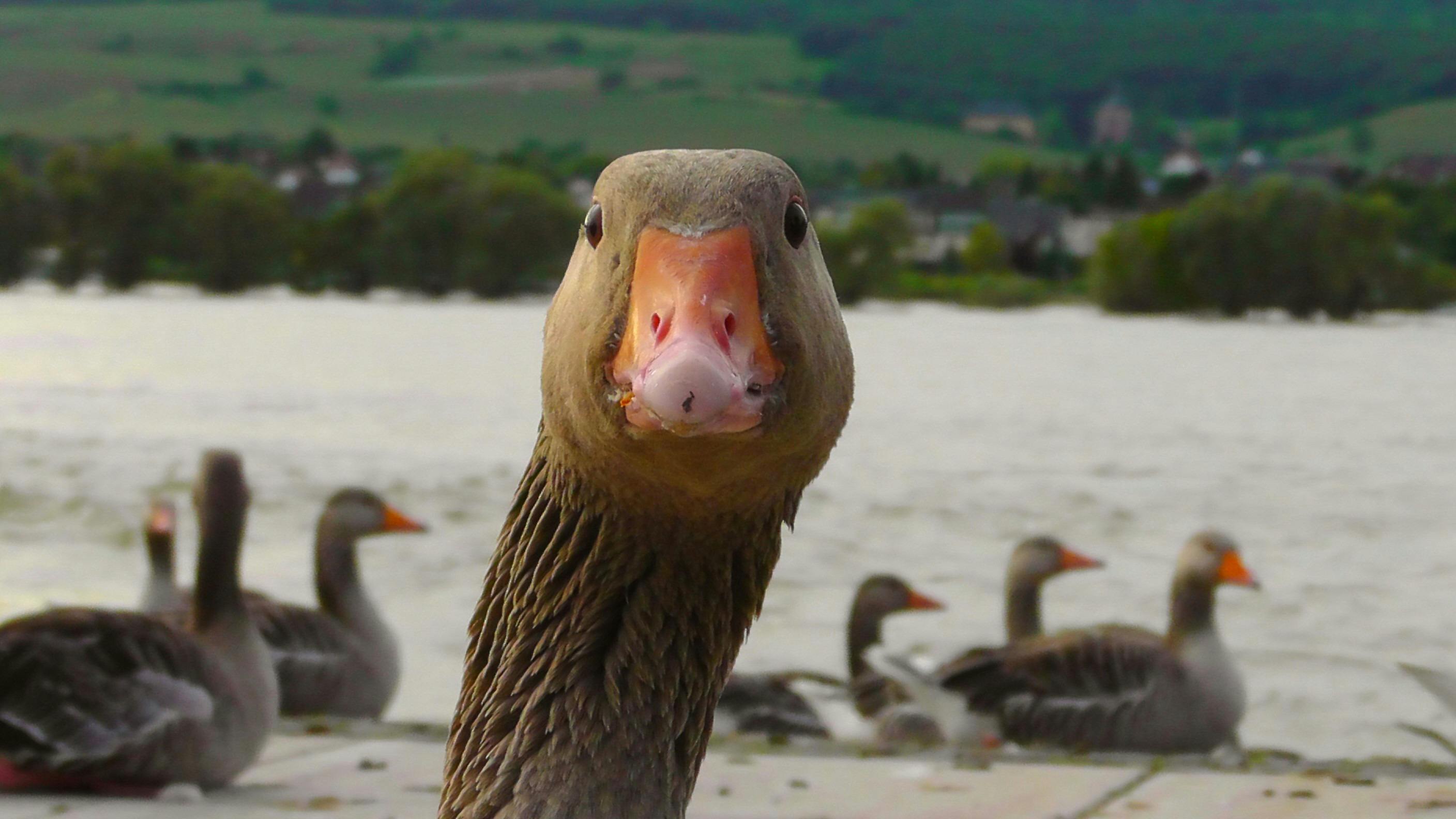 A gaggle of geese | Source: Pexels