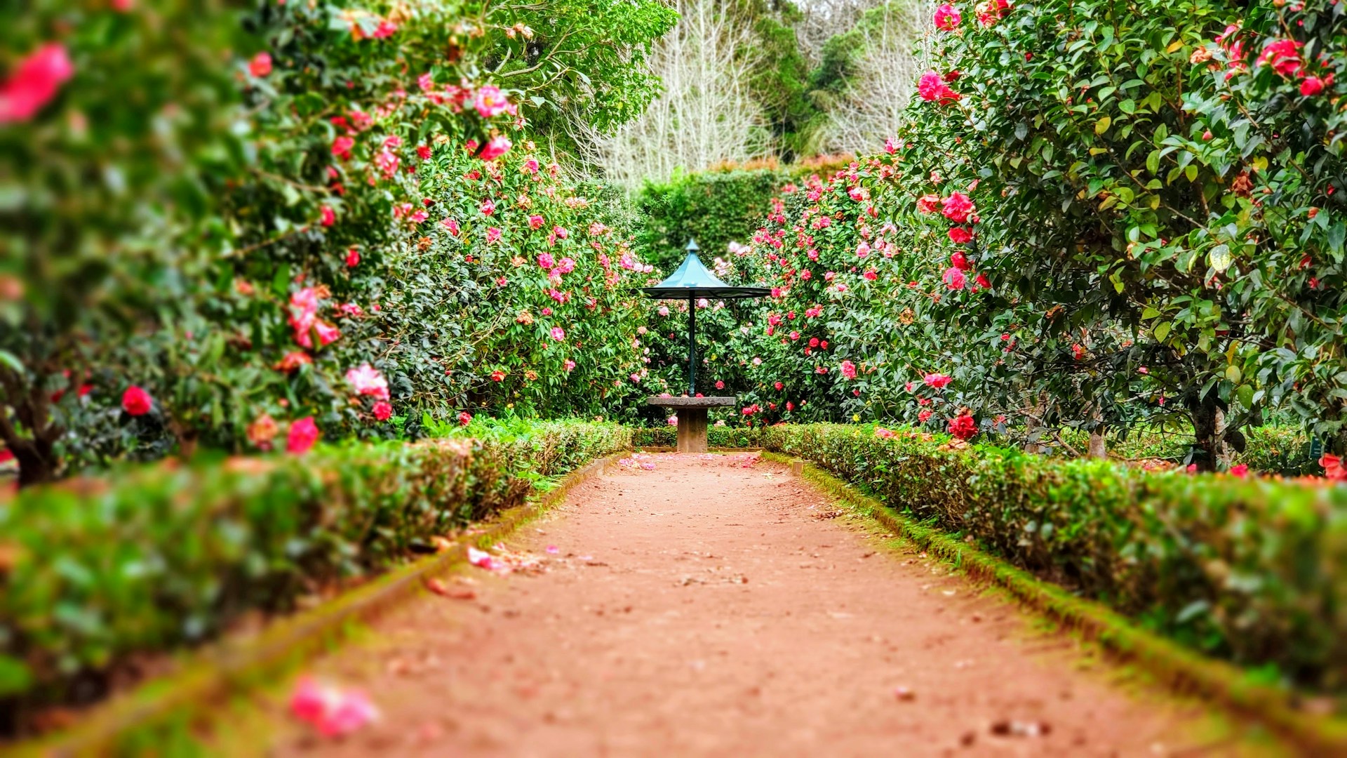 A path through a rose garden | Source: Unsplash