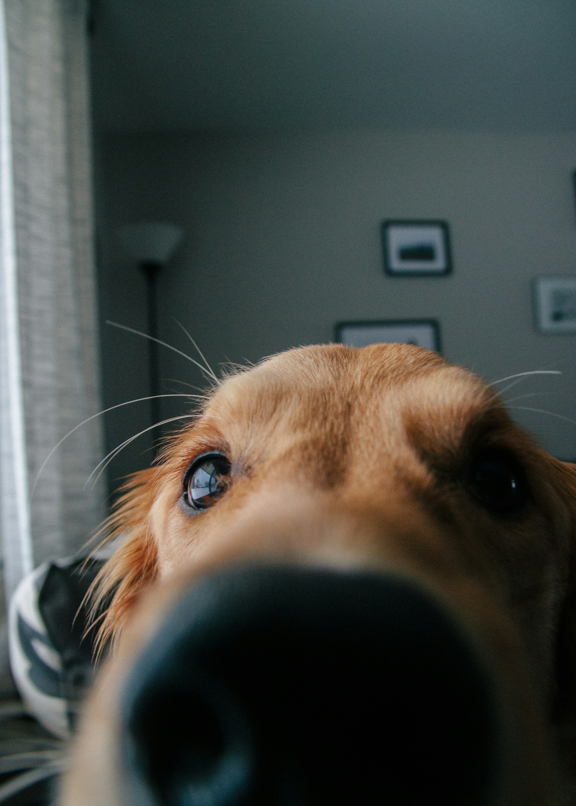 Close-up shot of an alert dog sniffing something | Source: Unsplash