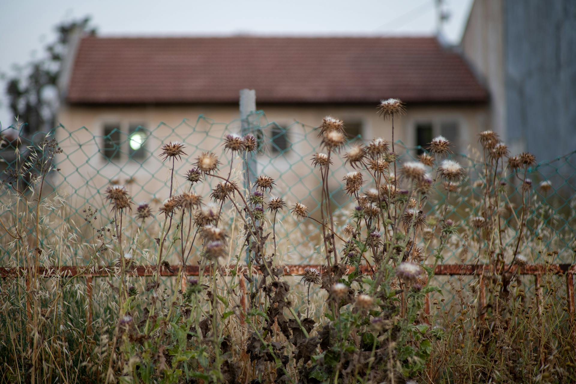 Withered plants near a fence in a neglected yard | Source: Pexels